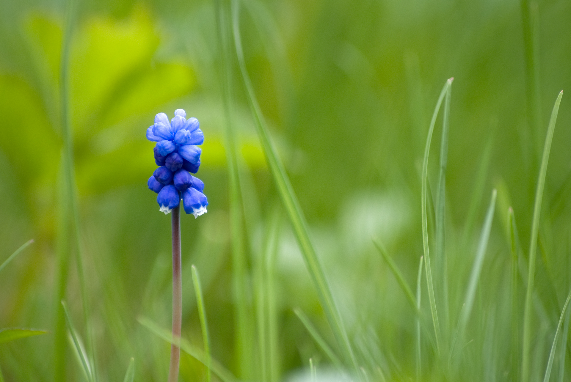 Цветок синий трава загрузить
