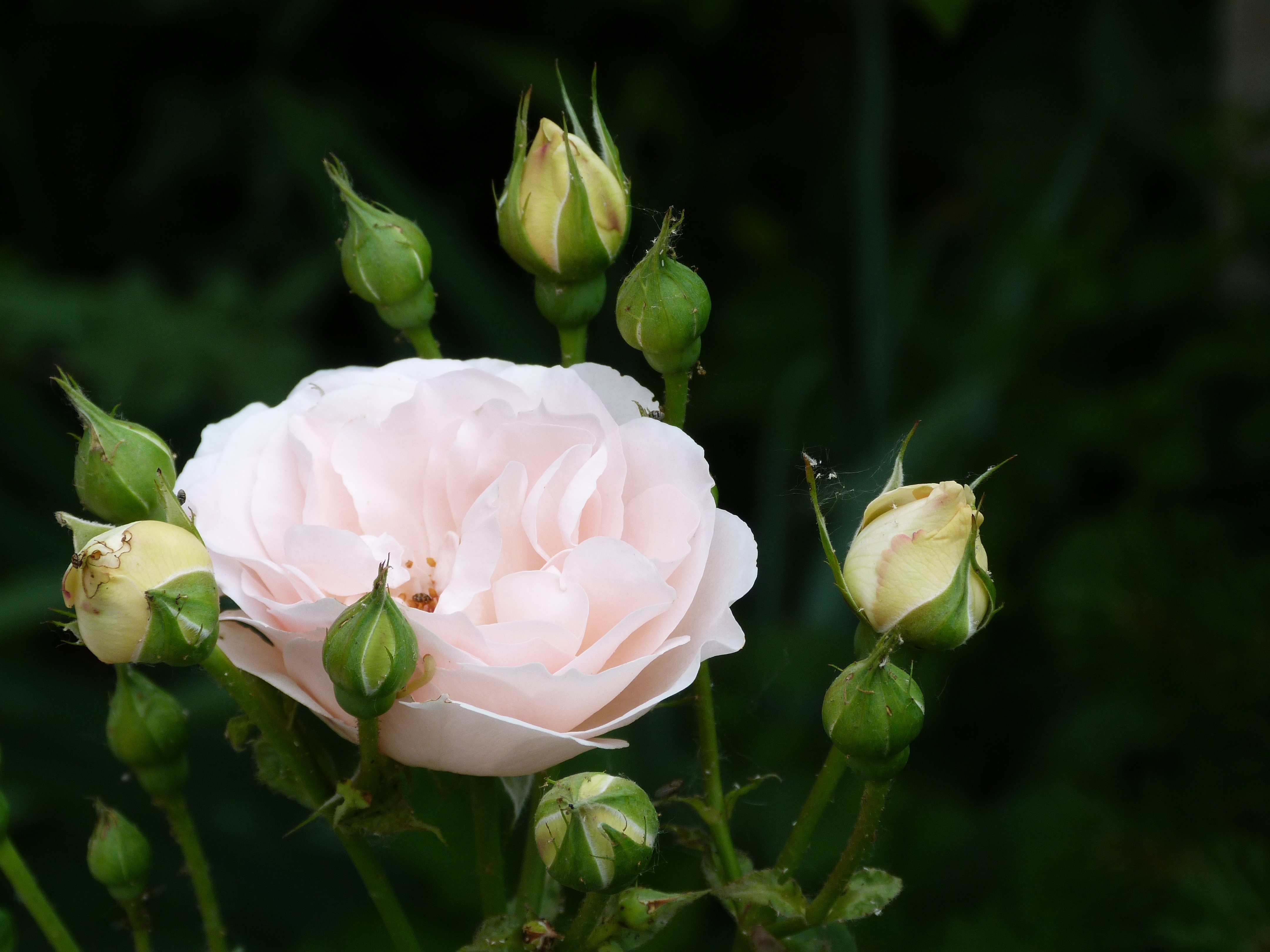 Белая роза закат бесплатно