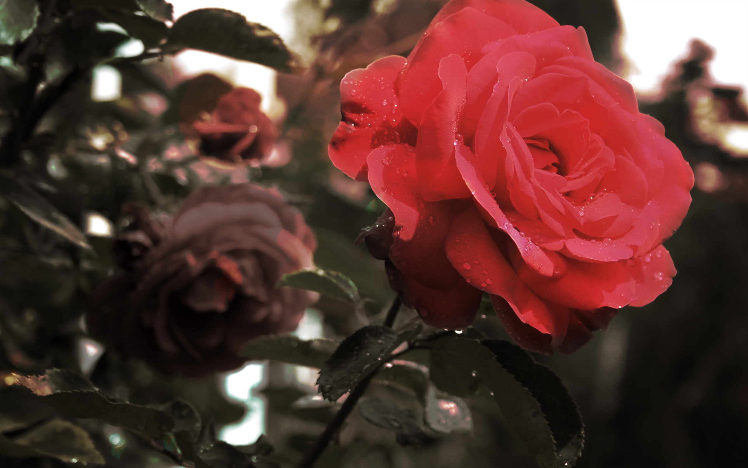 красные розы листья стебли бесплатно