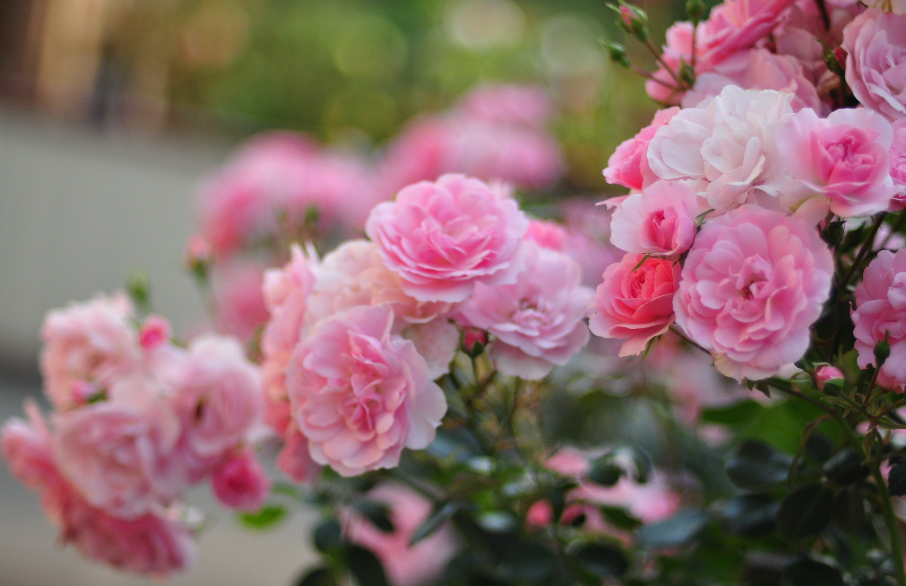 Обои цветы, rozovye, rozy, листья, kusty, розмытость, роза, леспестки, лепестки, сад, бутон, куст, cvety, makro, flowers, leaves, razmytost, rose, lepestki, petals, garden, bud, bush разрешение 3024x1956 Загрузить