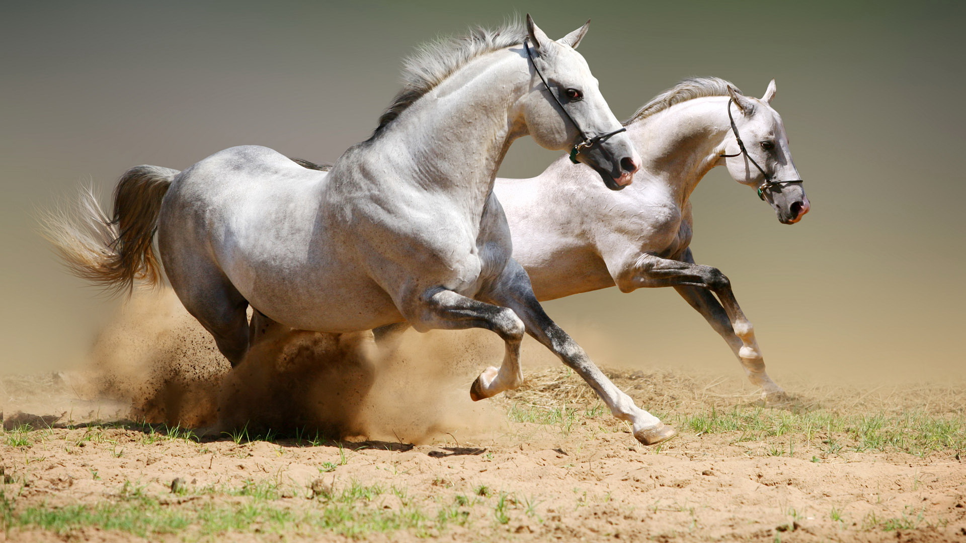 Обои пара, лошади, кони, пыль, грива, бег, копыта, pair, horse, horses, dust, mane, running, hooves разрешение 1920x1080 Загрузить