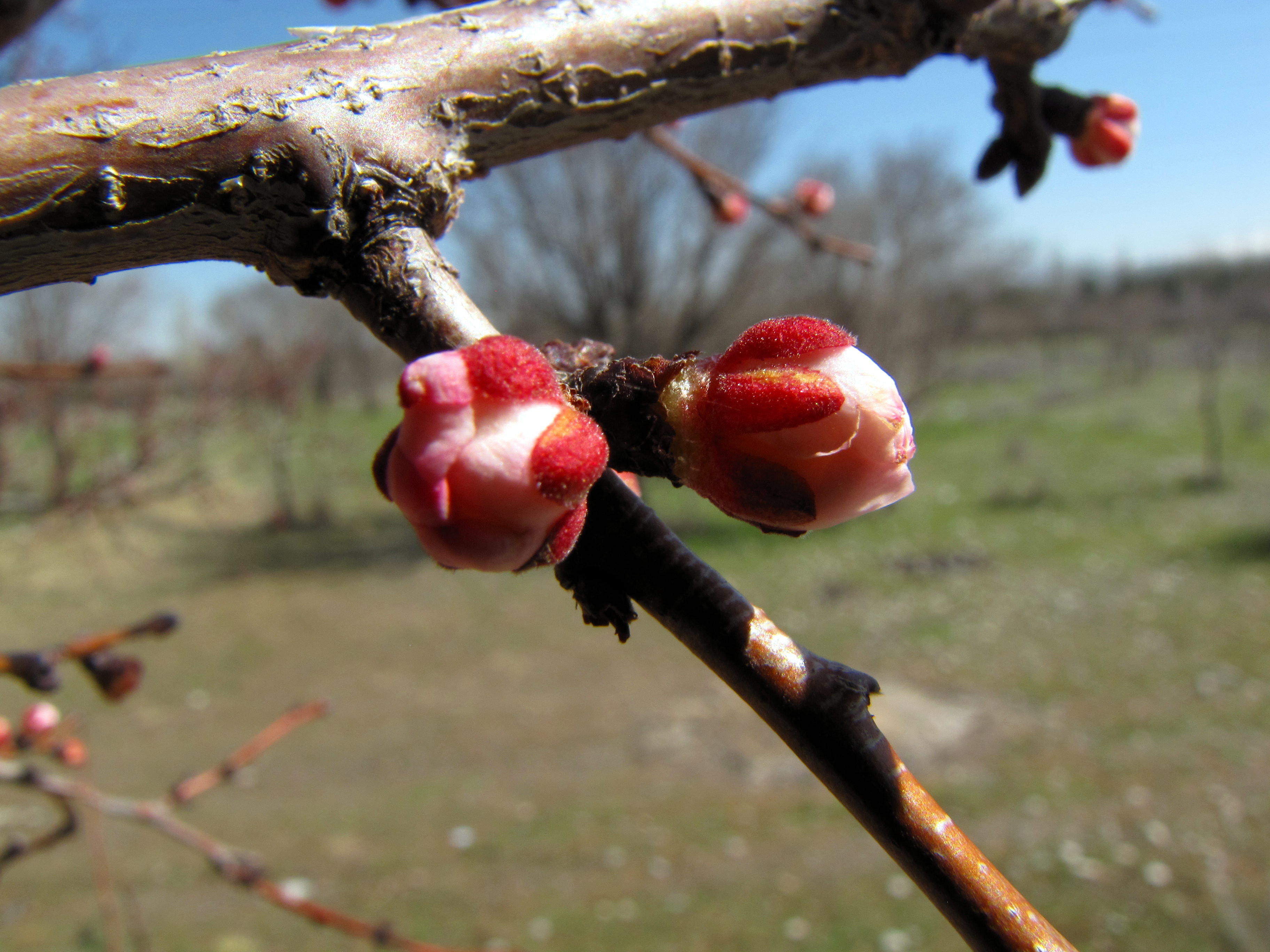 Распускание яблони. Цветочные почки у персика. Абрикос Краснощекий цветочные почки. Распускание почек яблони. Распускание плодовых почек абрикоса.