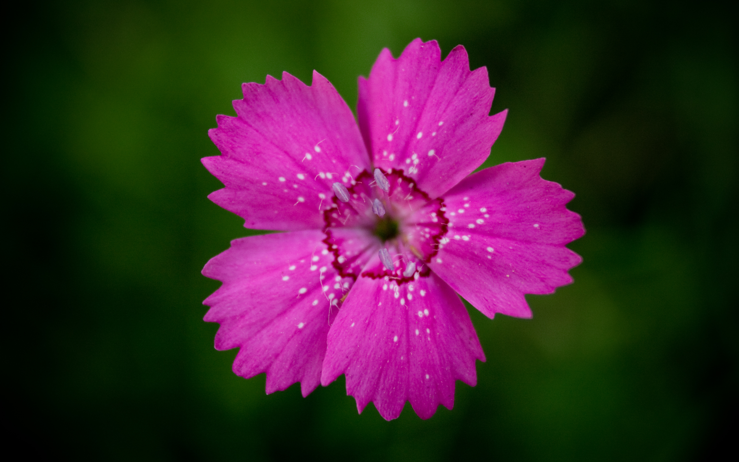 Обои цветок, лепестки, гвоздика, centr, vnutri, flower, petals, carnation, inside разрешение 2560x1600 Загрузить