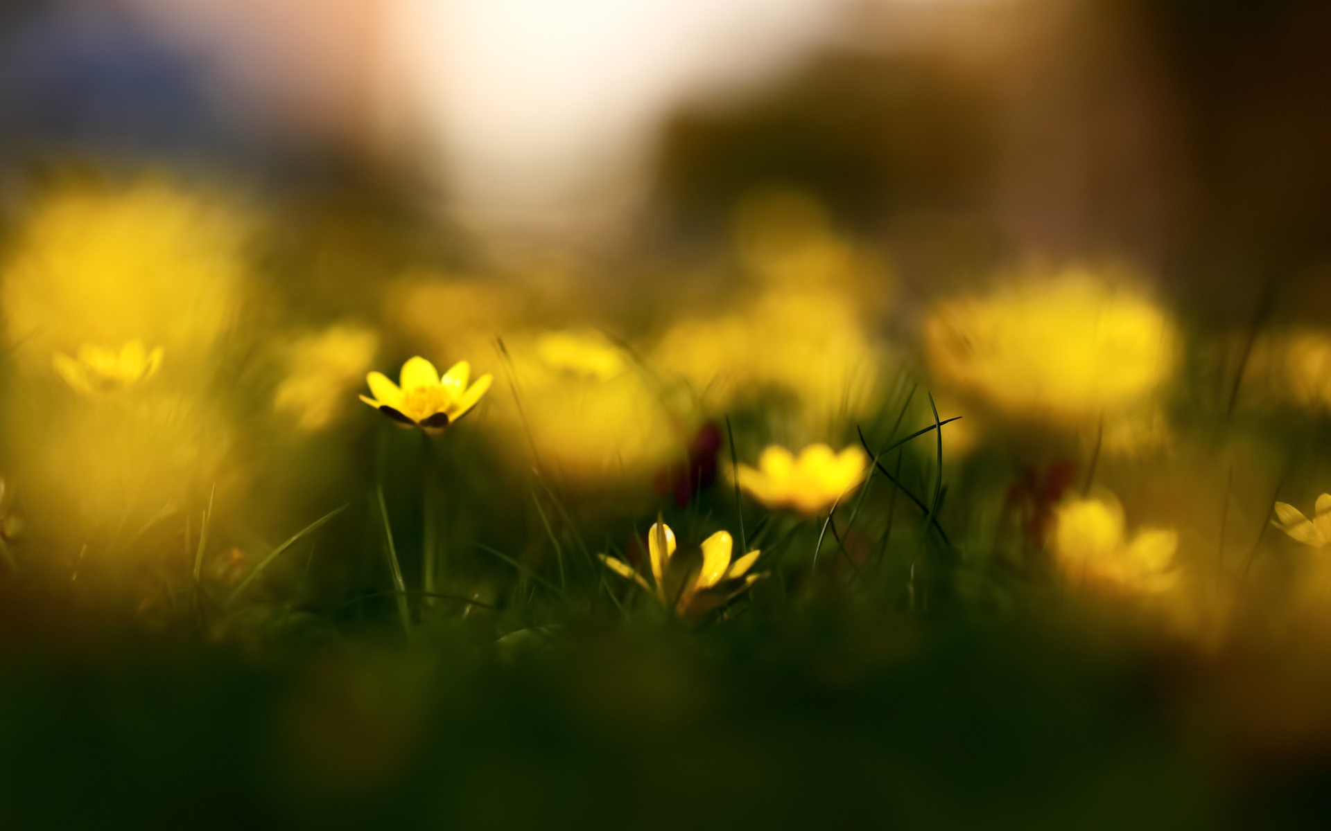 Желтый цветок в зеленой траве без смс
