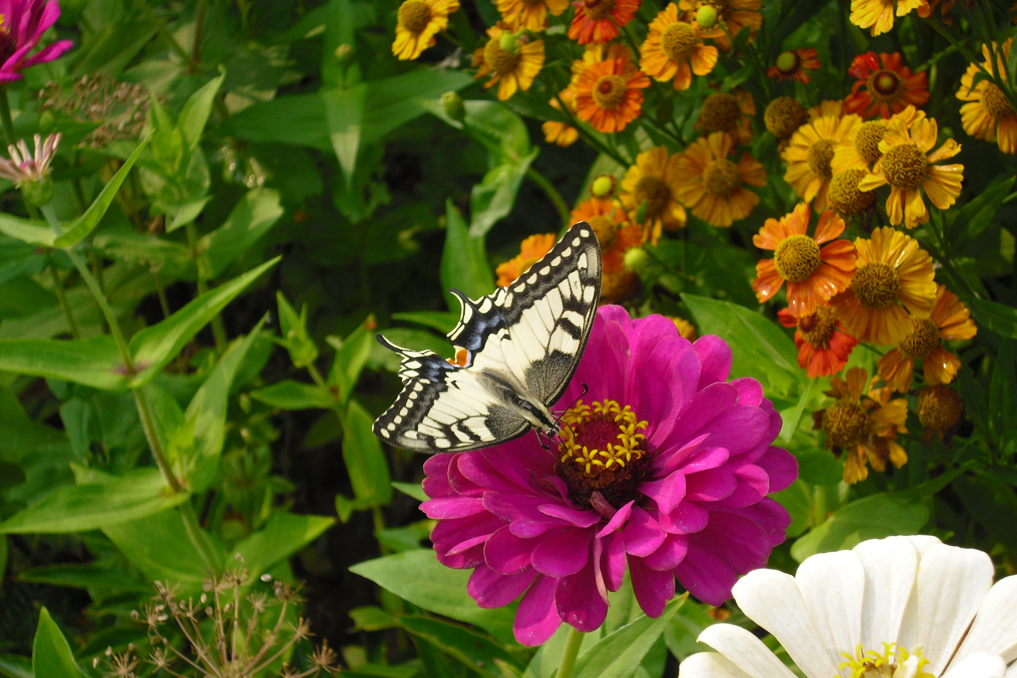 цветы бабочка лето бесплатно