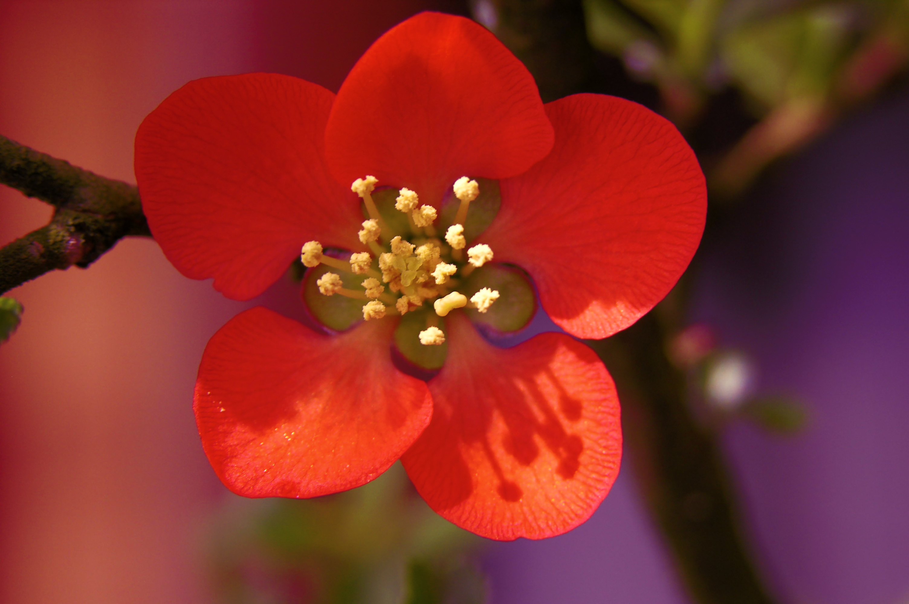 цветки цветение ветка красные скачать