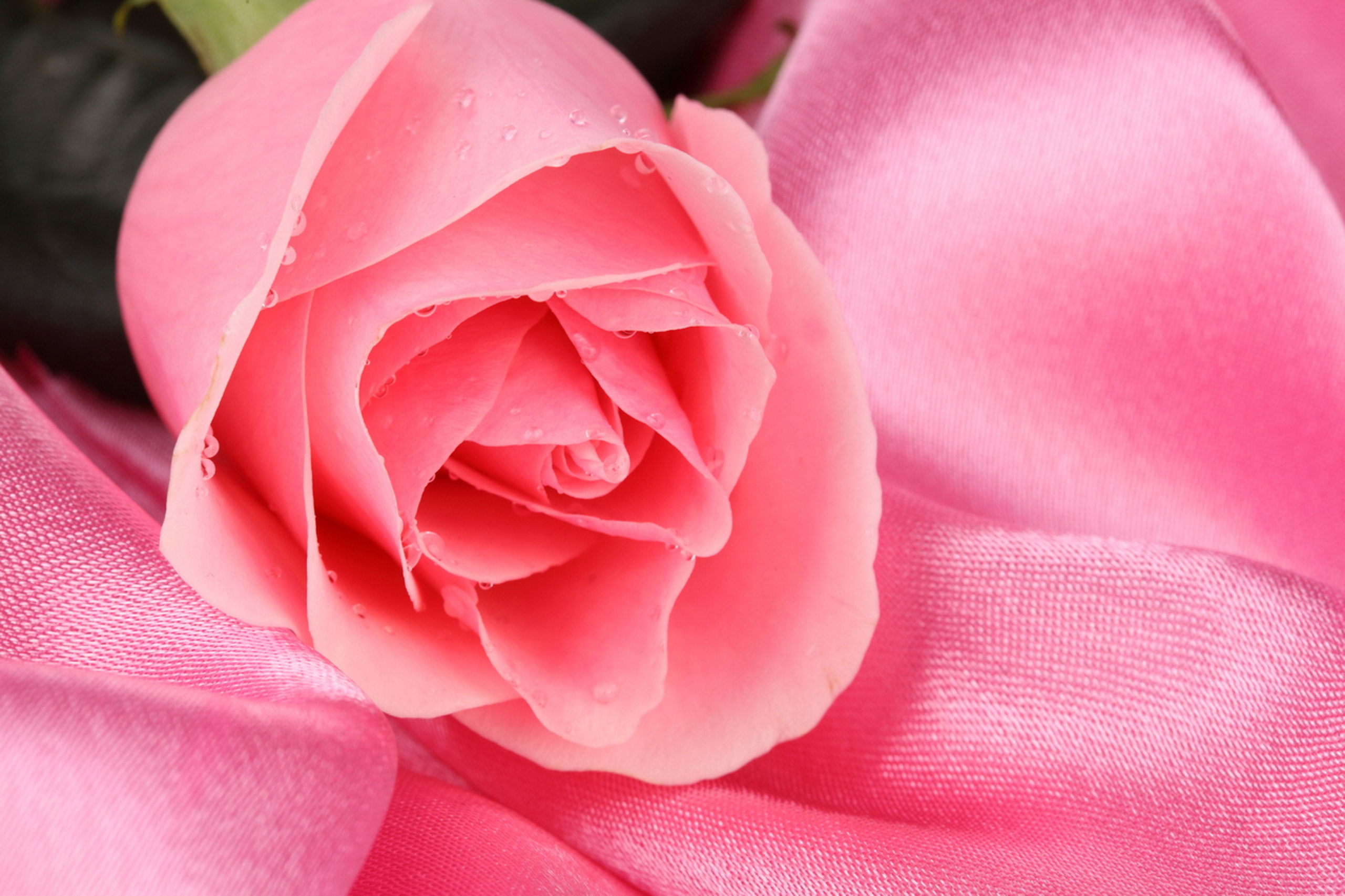 Фотографии розового цвета. Розовые розы. Розовый цвет. Красивый розовый. Красивые розовые розы.