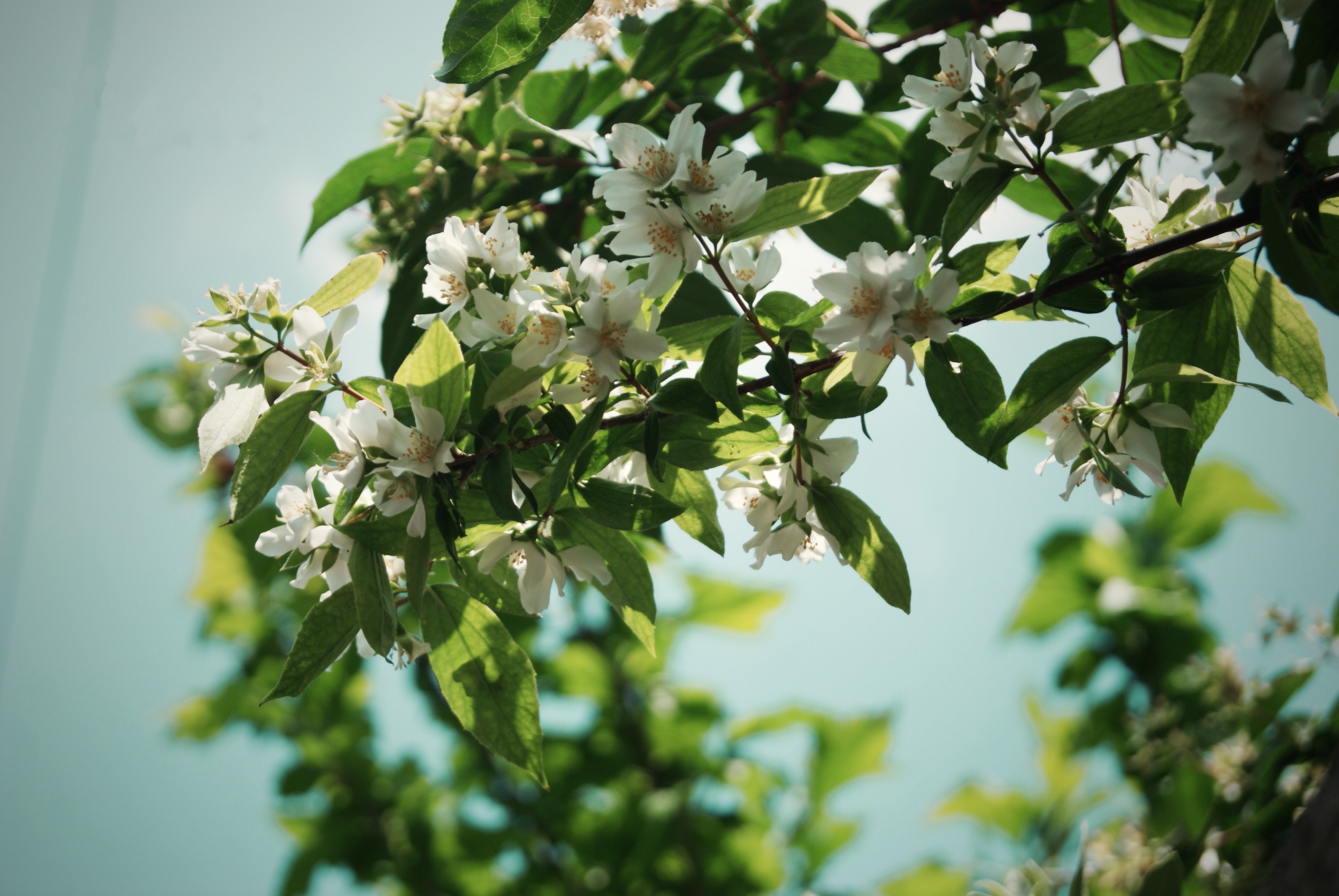 природа цветы белый деревья без смс