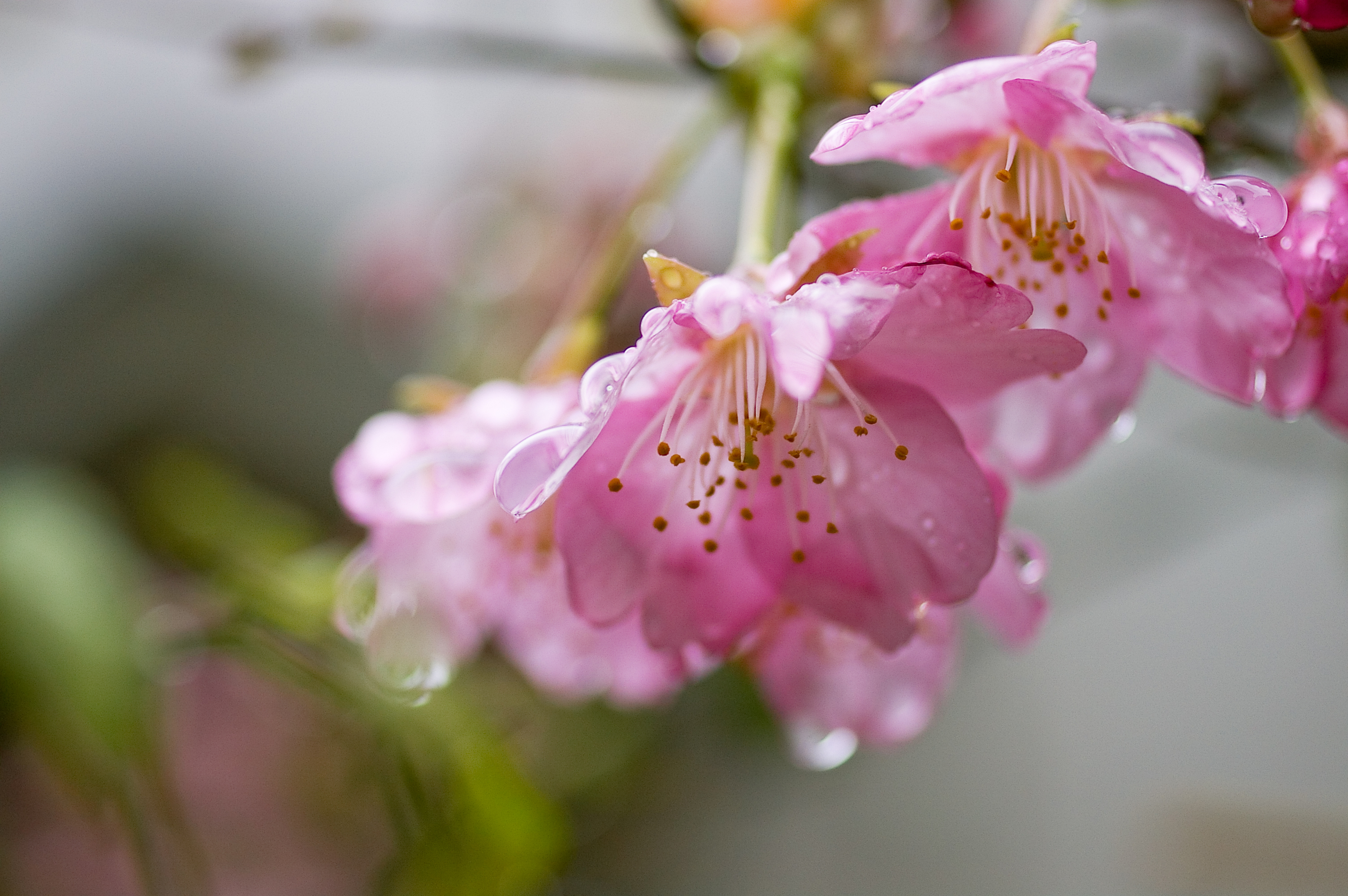 цветение весна розовые цветы загрузить