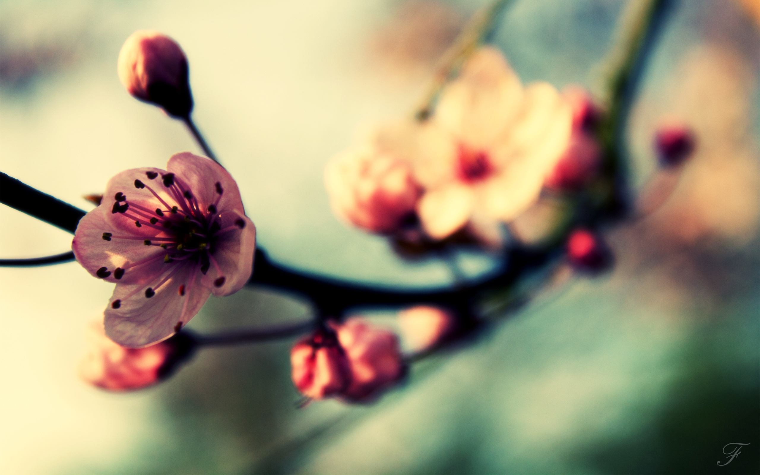 природа цветы крупный план весна бесплатно