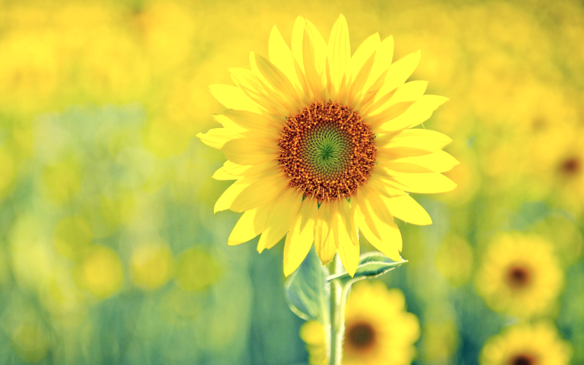 Обои цветы, подсолнухи, желтые, podsolnux, zheltyj, zelenyj, solnenyj, flowers, sunflowers, yellow разрешение 1920x1200 Загрузить