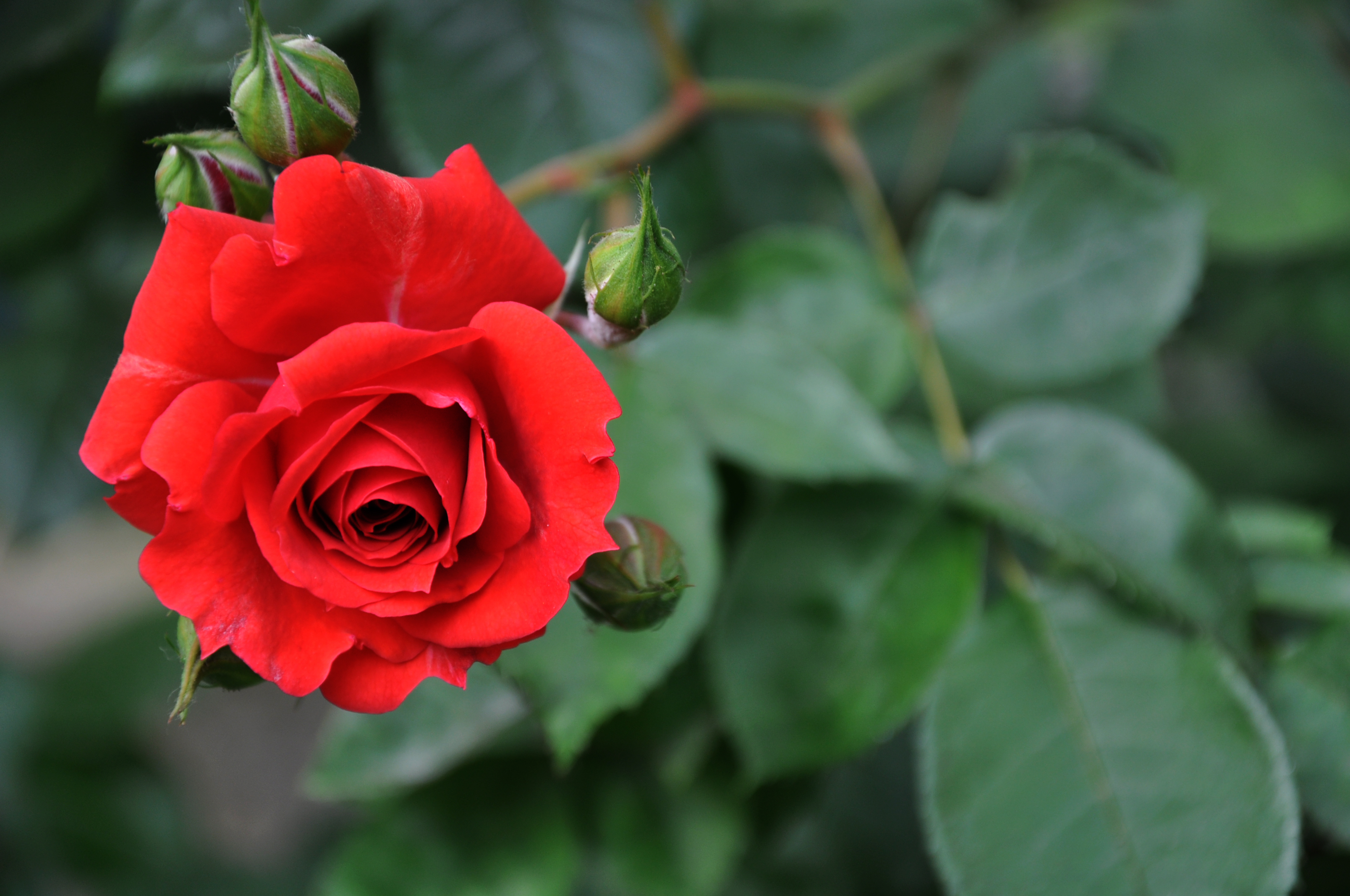 природа цветы красные роза без смс