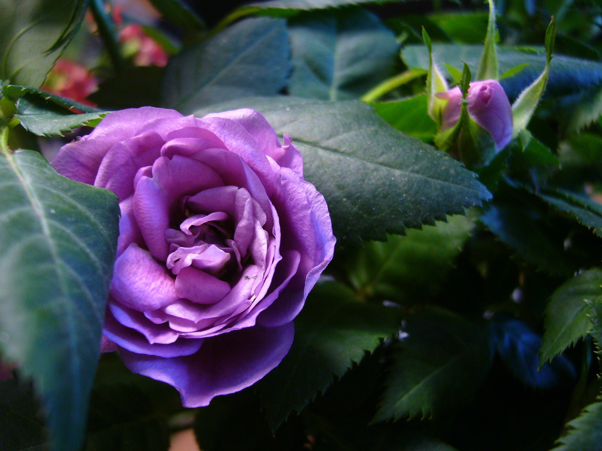 пурпурные розы скачать