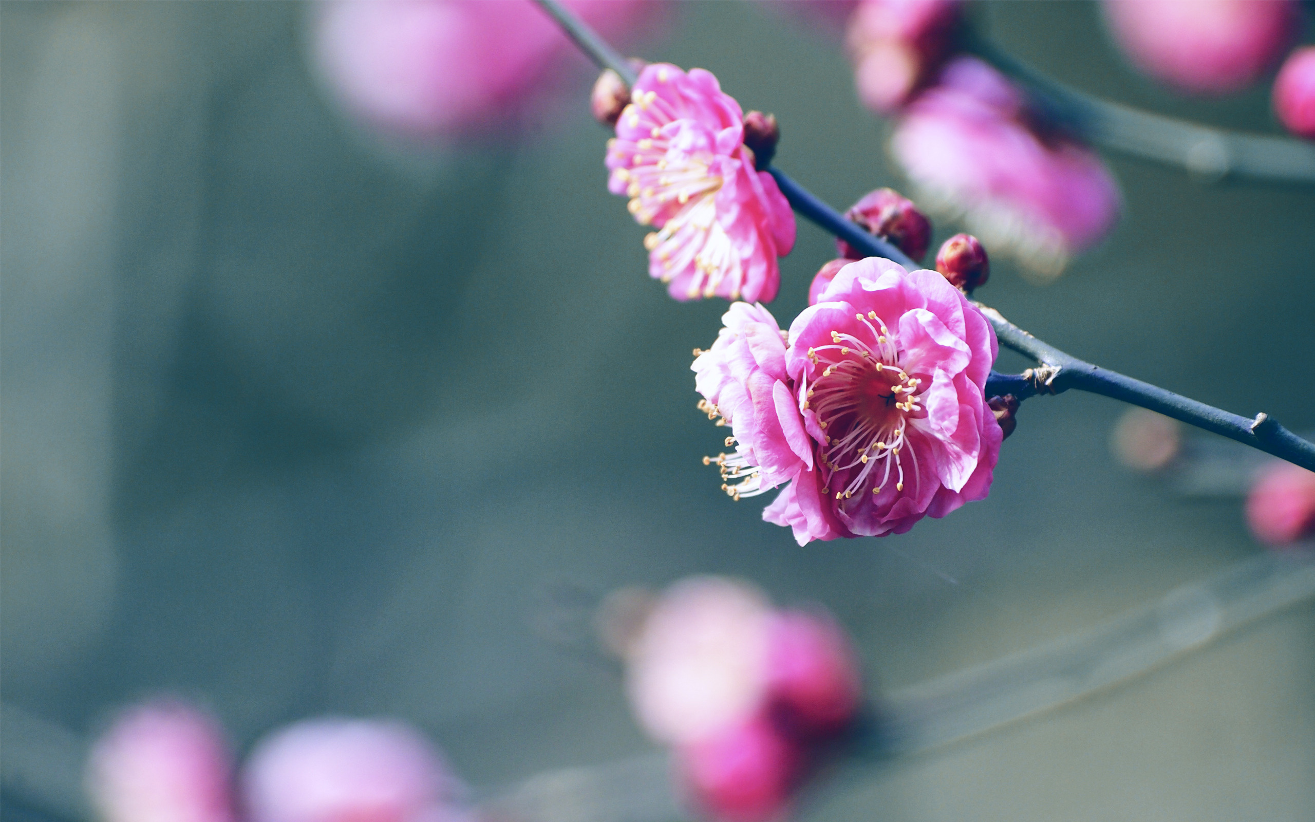 Обои сакура, cvety, vesna, sakura разрешение 2560x1600 Загрузить