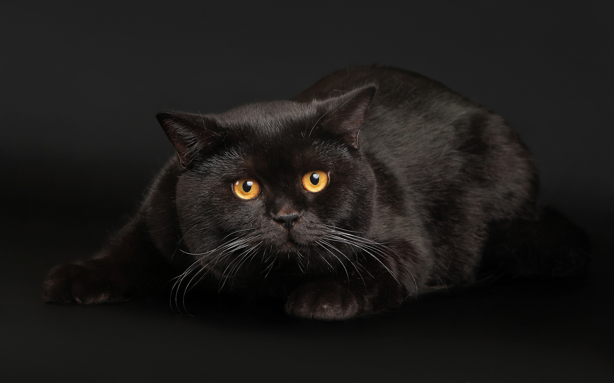 черный кот животное без смс
