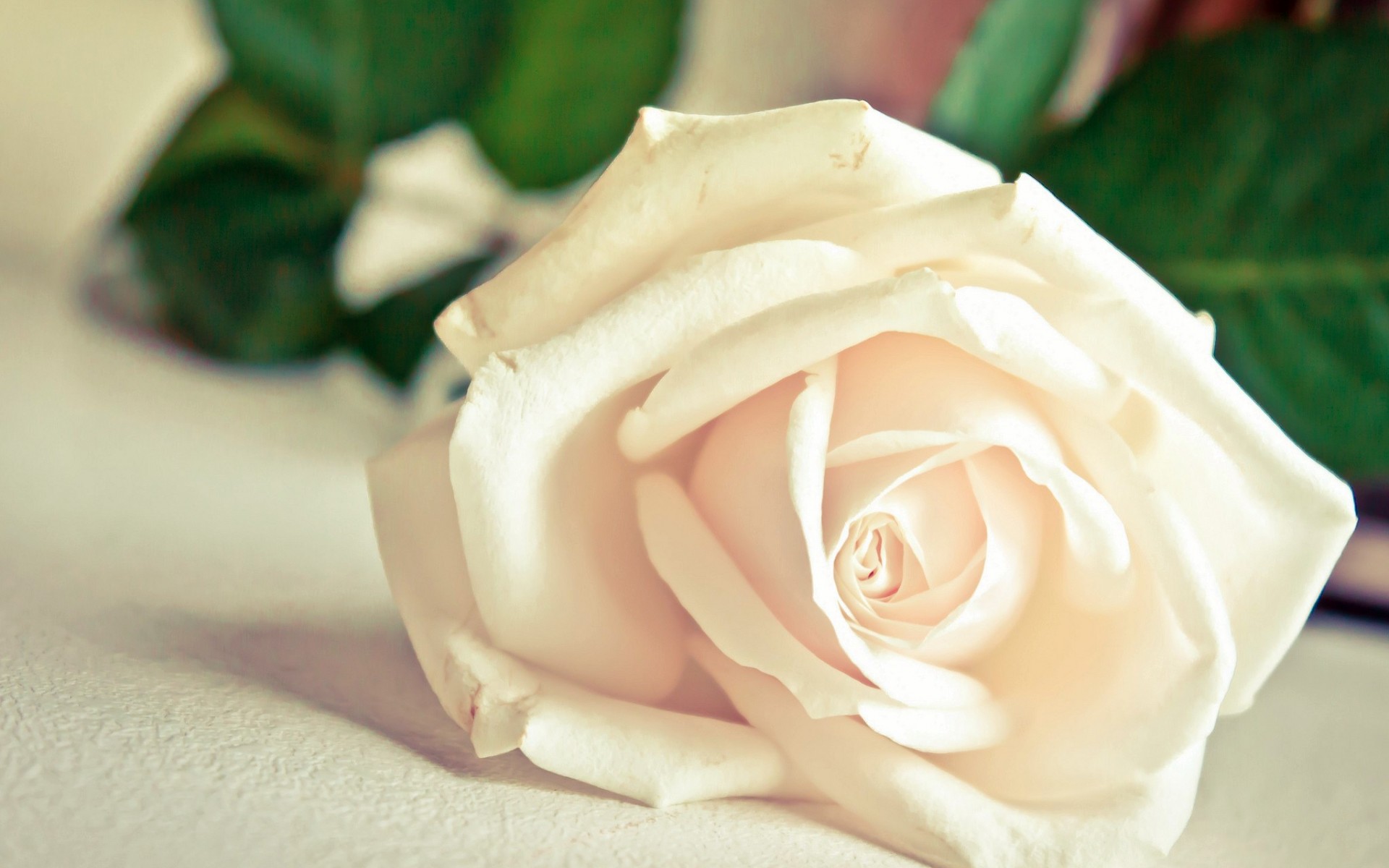 Белый розы на столе без смс