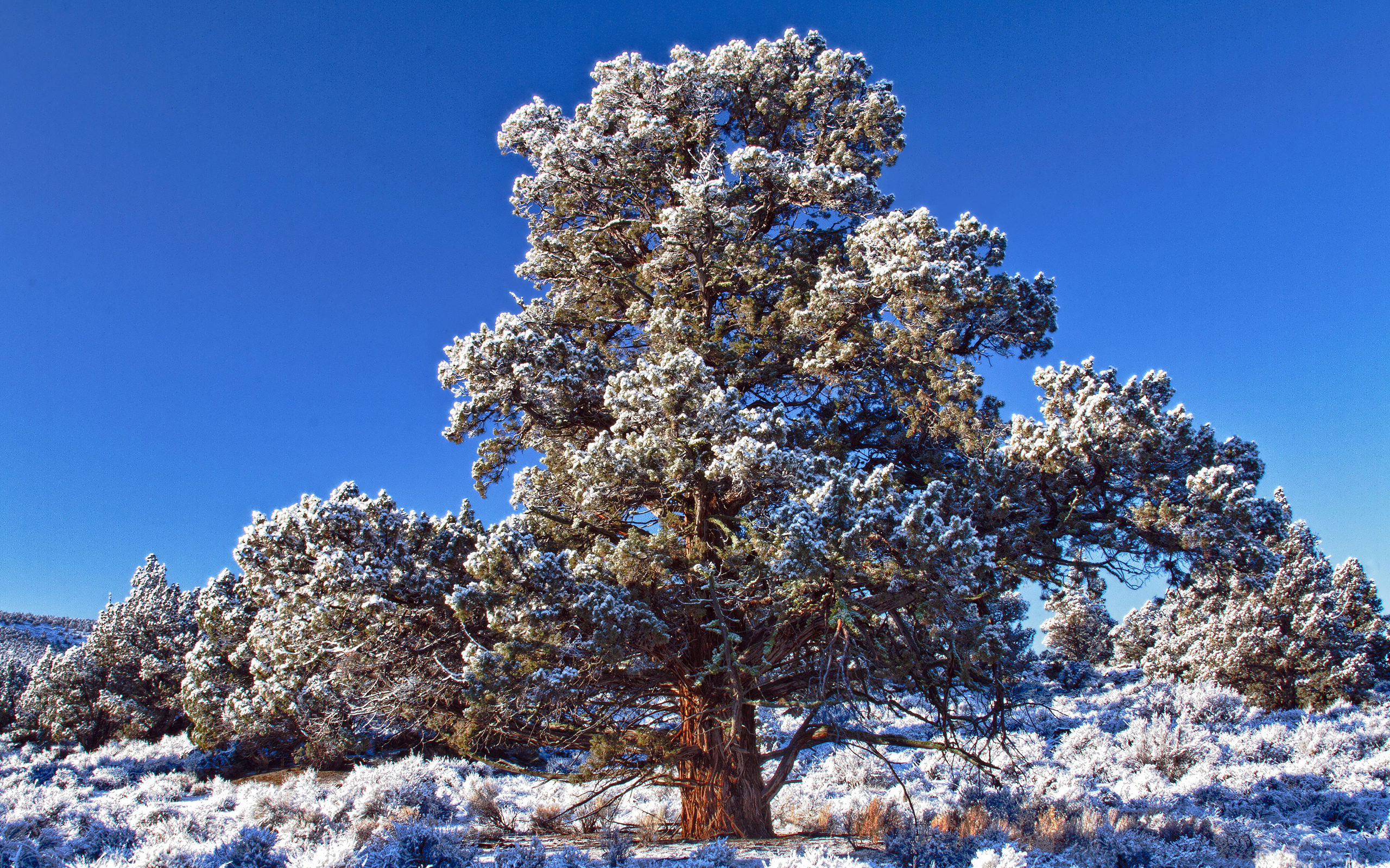 Обои небо, снег, дерево, зима, иней, день, синее, морозный, the sky, snow, tree, winter, frost, day, blue, frosty разрешение 2560x1600 Загрузить