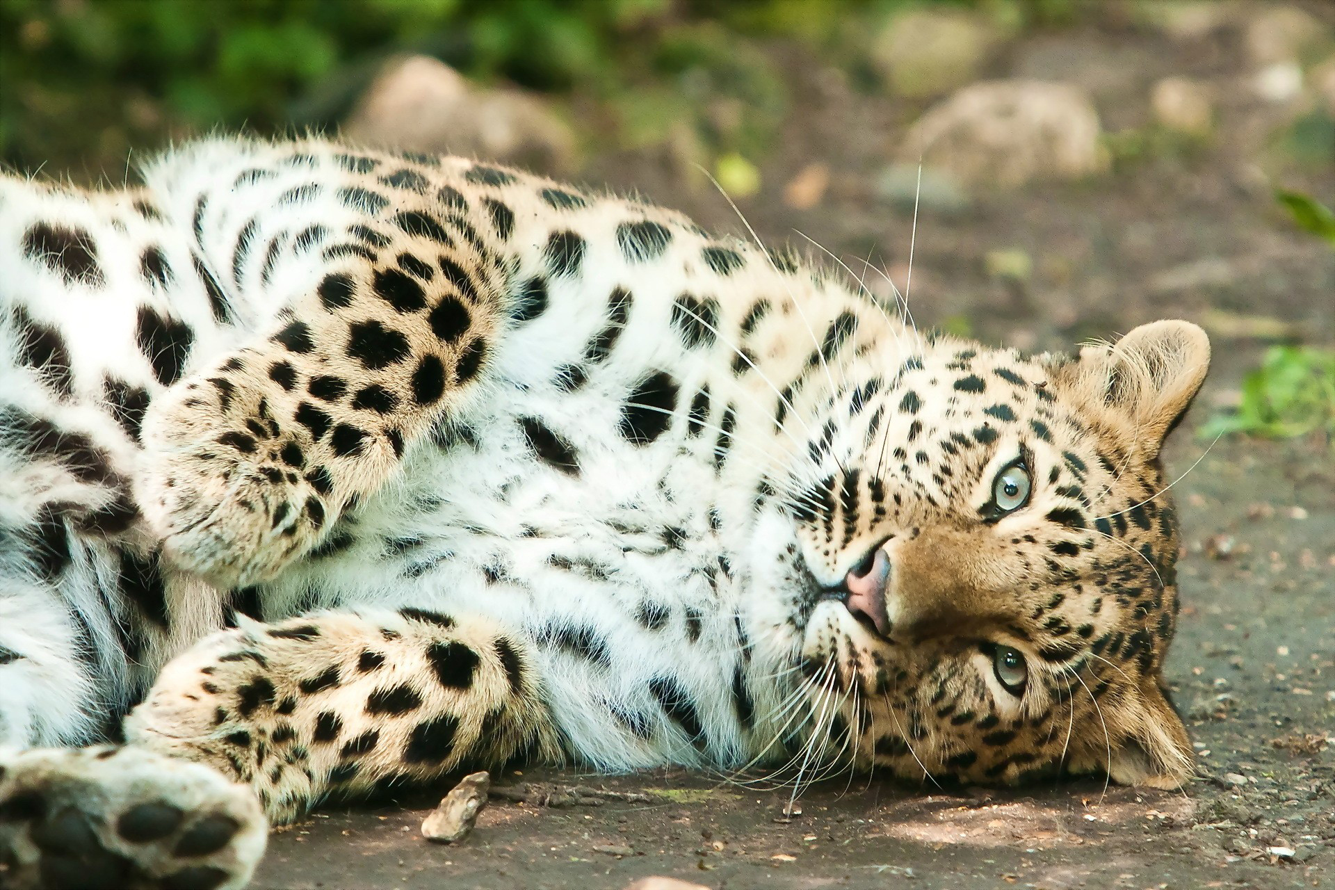 Leopard. Леопард. Леопард животное. Леопард лежит. Милые леопарды.