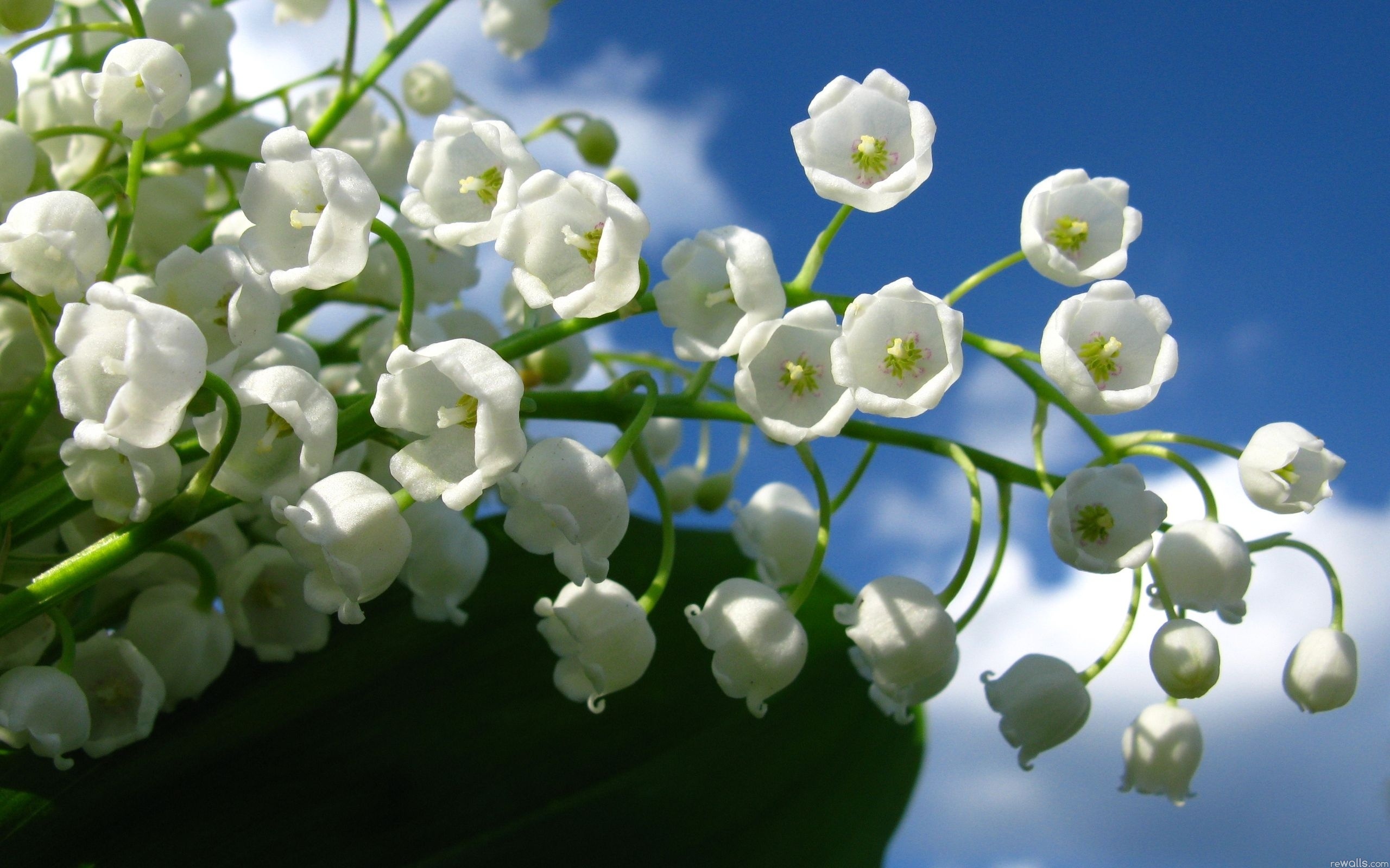 Lily of the valley