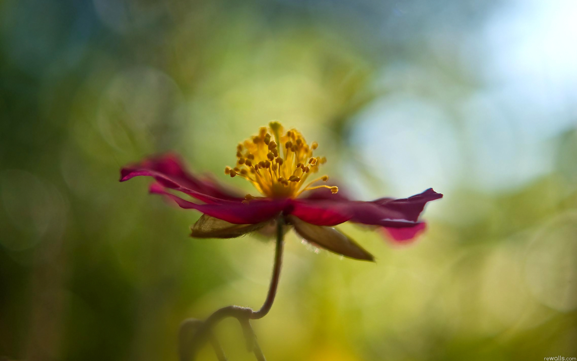 Обои макро, цветок, лепестки, стебель, боке, cvetok, makro, boke, macro, flower, petals, stem, bokeh разрешение 1920x1200 Загрузить