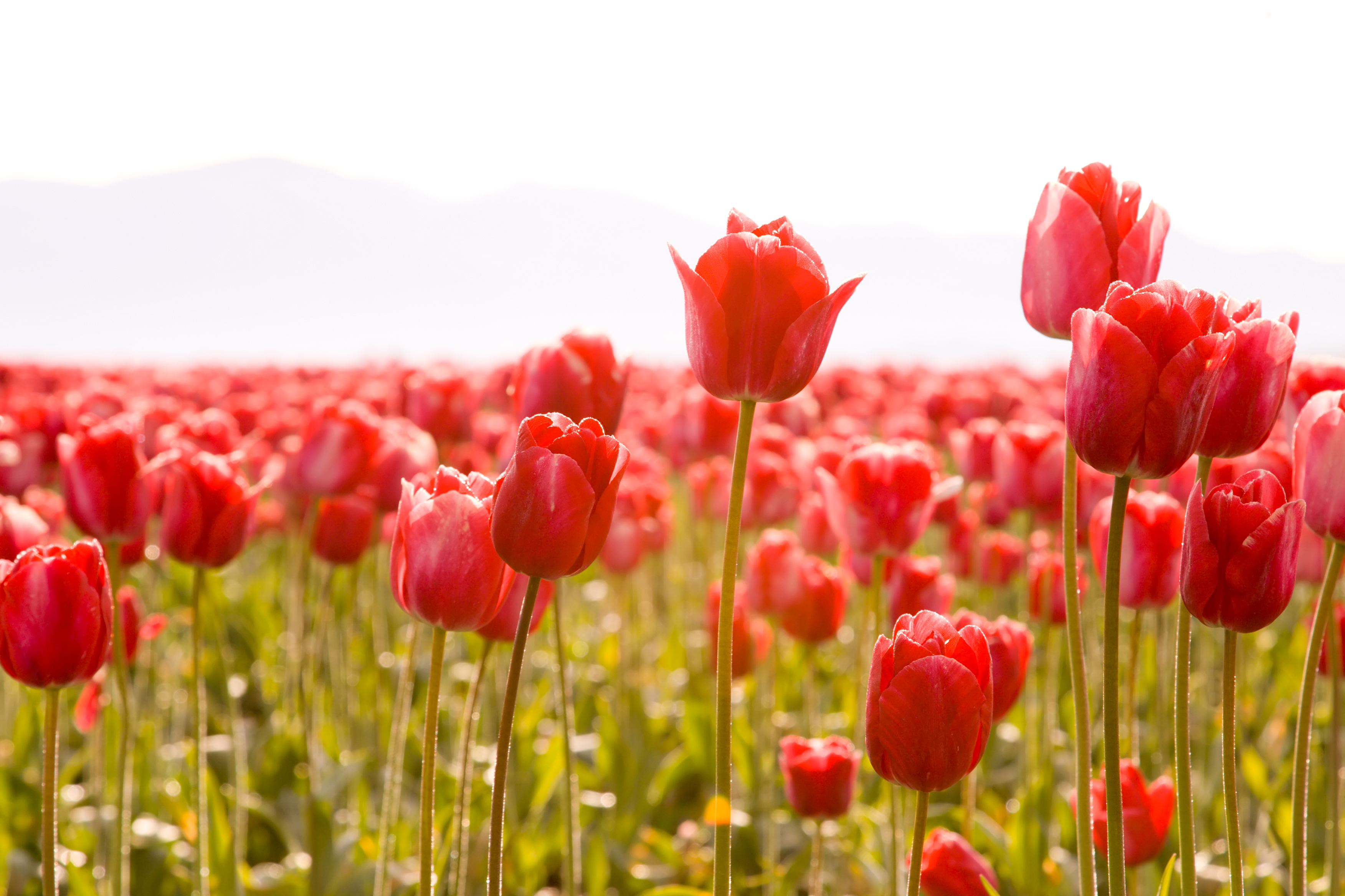 природа цветы белый красные тюльпаны бесплатно