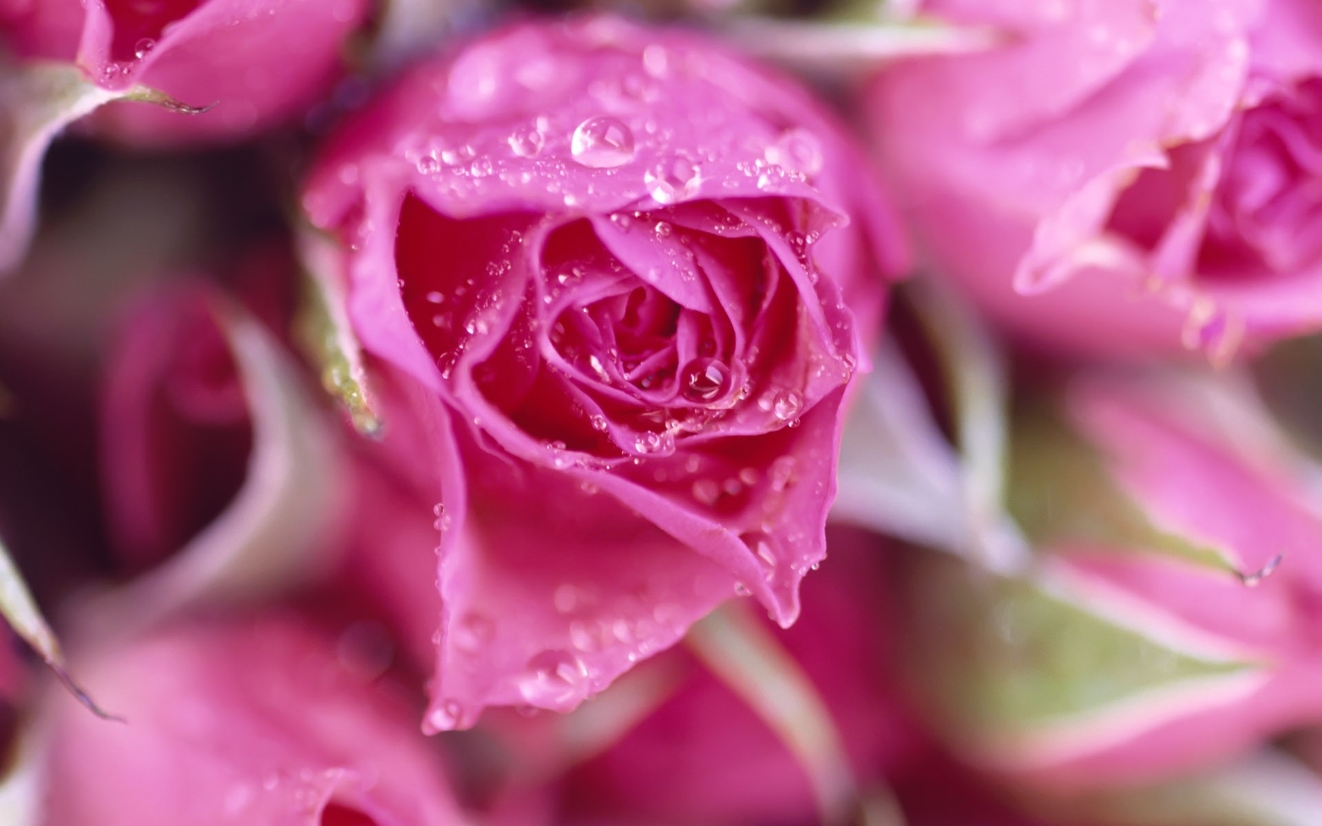 Обои цветы, букет, макро, розовые, роса, капли, розы, роза, лепестки, бутон, flowers, bouquet, macro, pink, rosa, drops, roses, rose, petals, bud разрешение 1920x1200 Загрузить