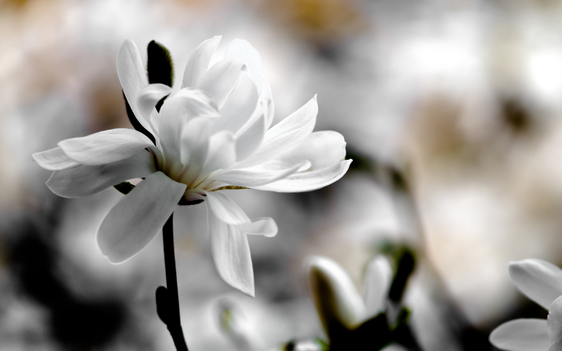 Обои фокус камеры, фон, белый, размытость, магнолия, the focus of the camera, background, white, blur, magnolia разрешение 1920x1200 Загрузить