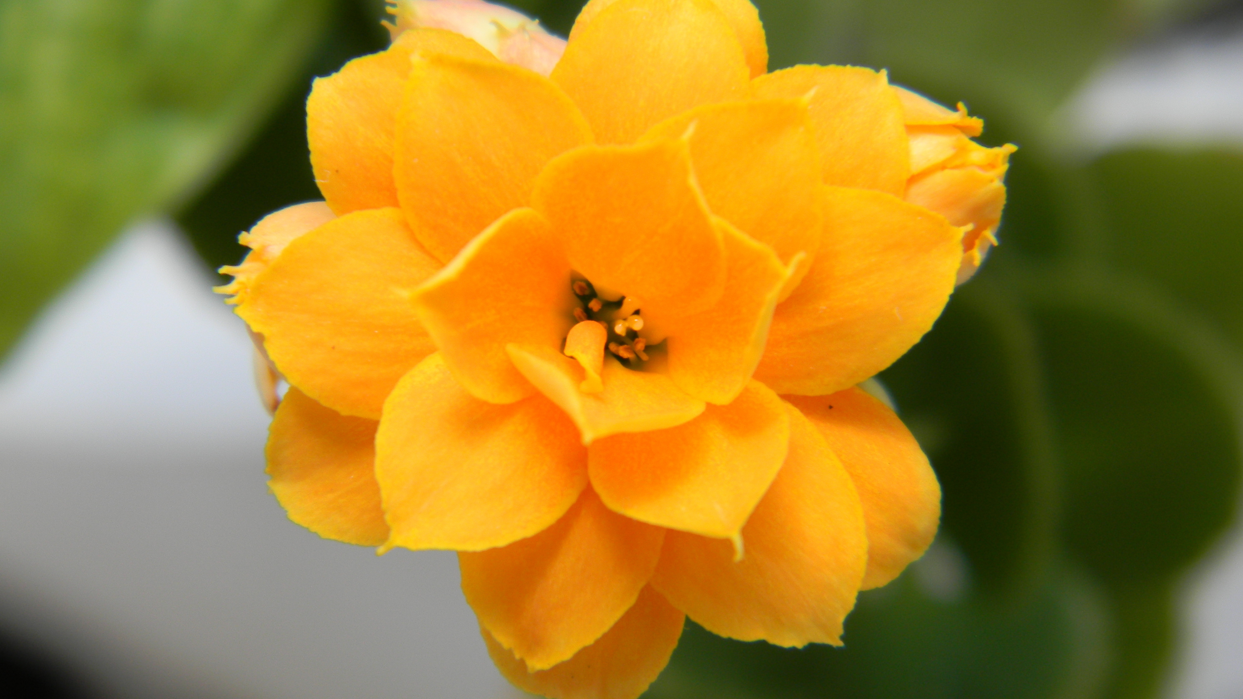 природа желтый цветок крупный план бесплатно