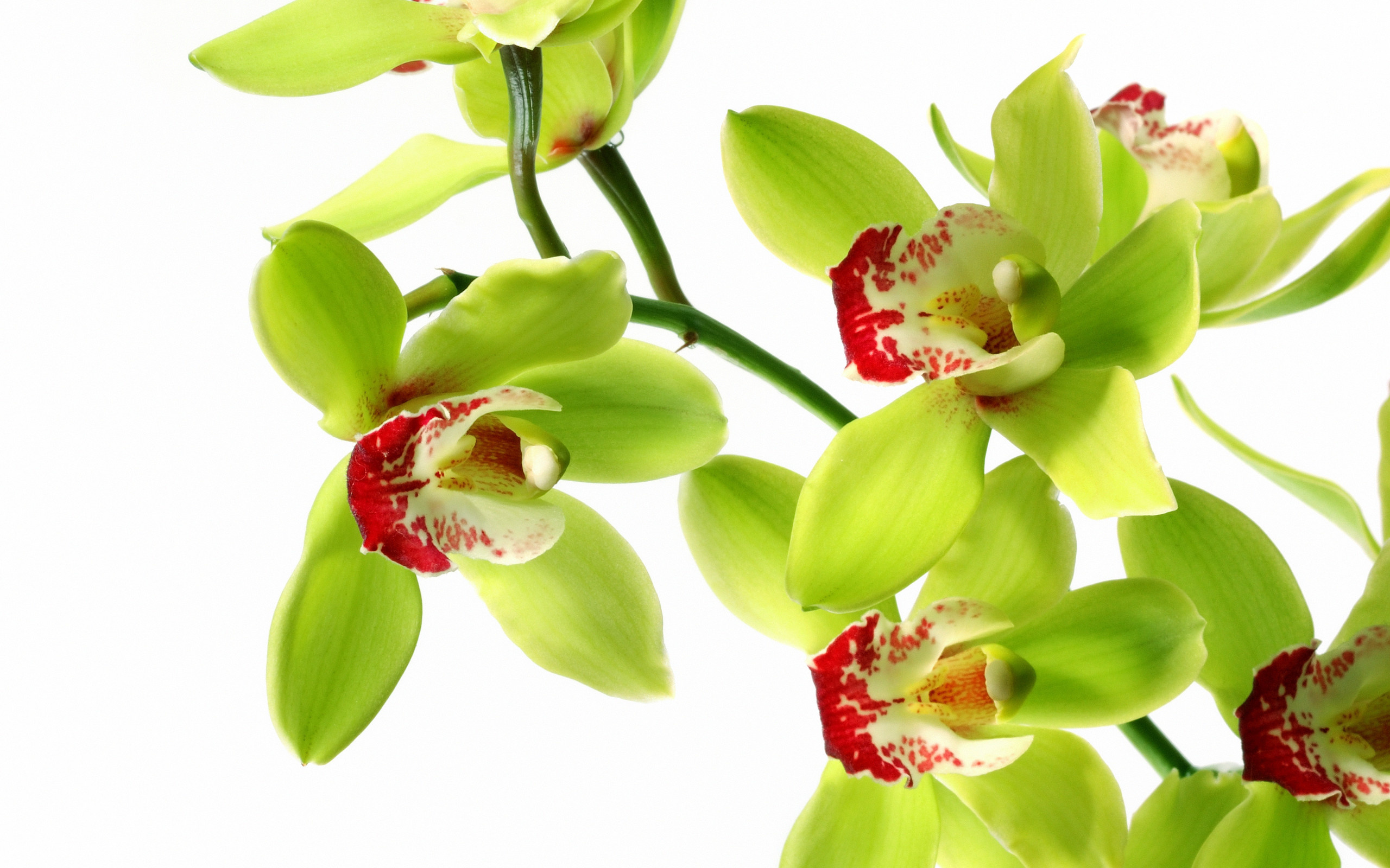 Обои cvety, belyj, orxidei, zelenyj, orxidnye разрешение 2560x1600 Загрузить