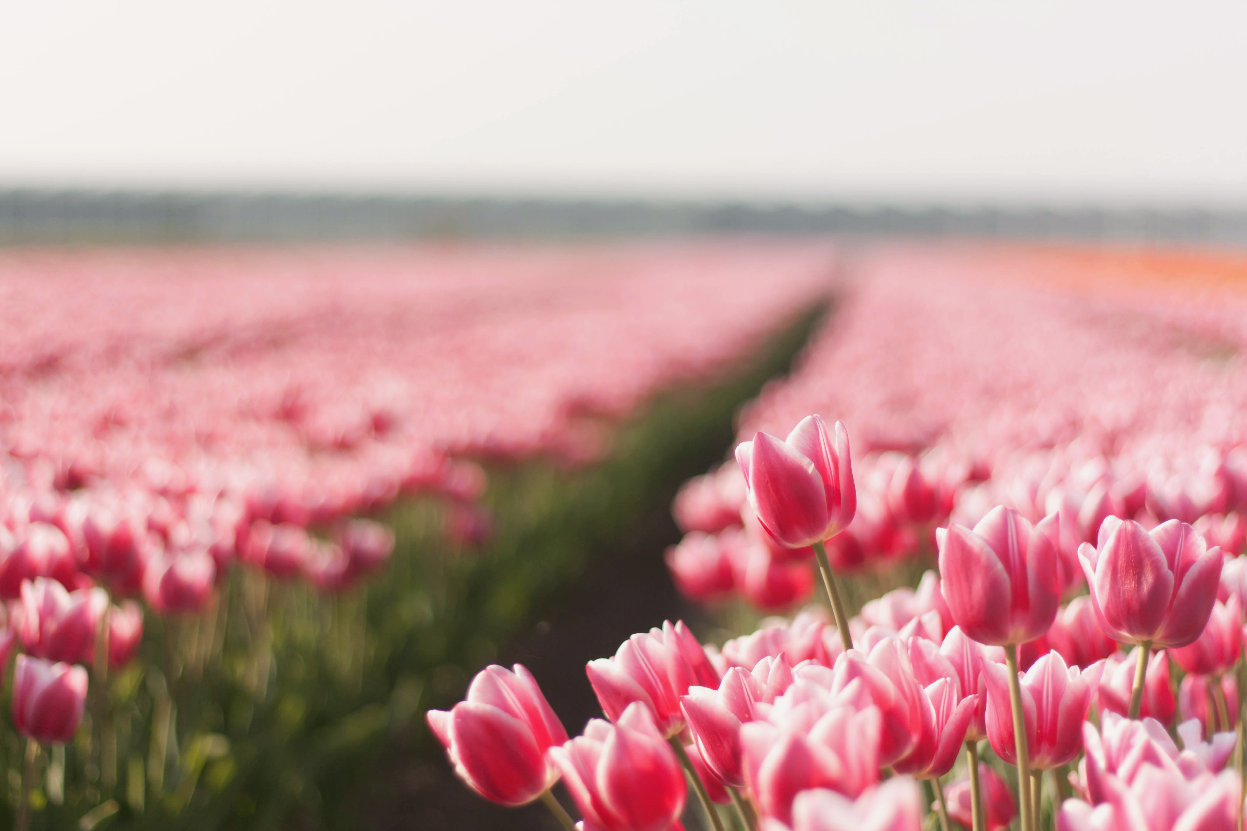 Обои на комп. Тюльпаны. Весна тюльпаны. Цветочное поле. Розовые тюльпаны.