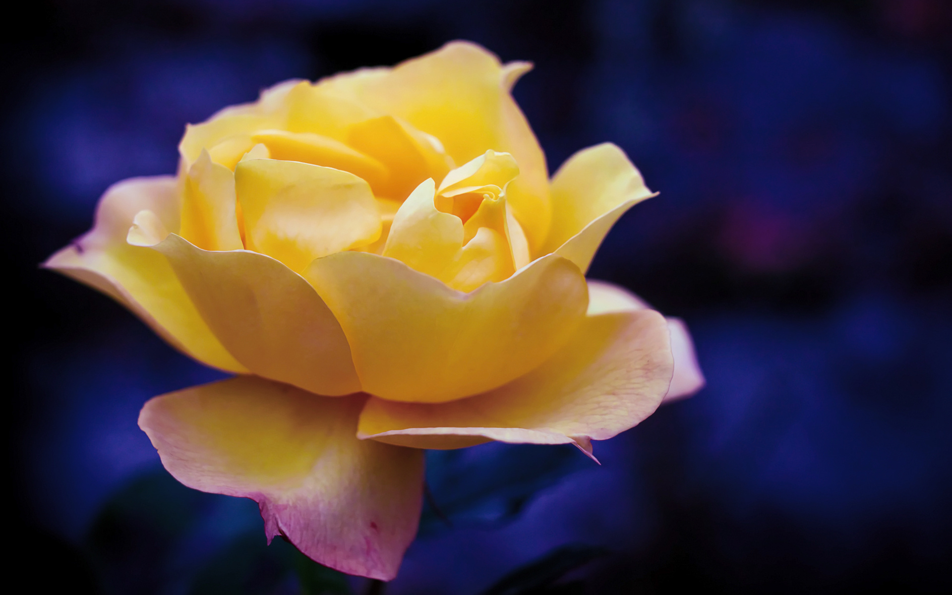 природа цветы крупный план роза желтая загрузить
