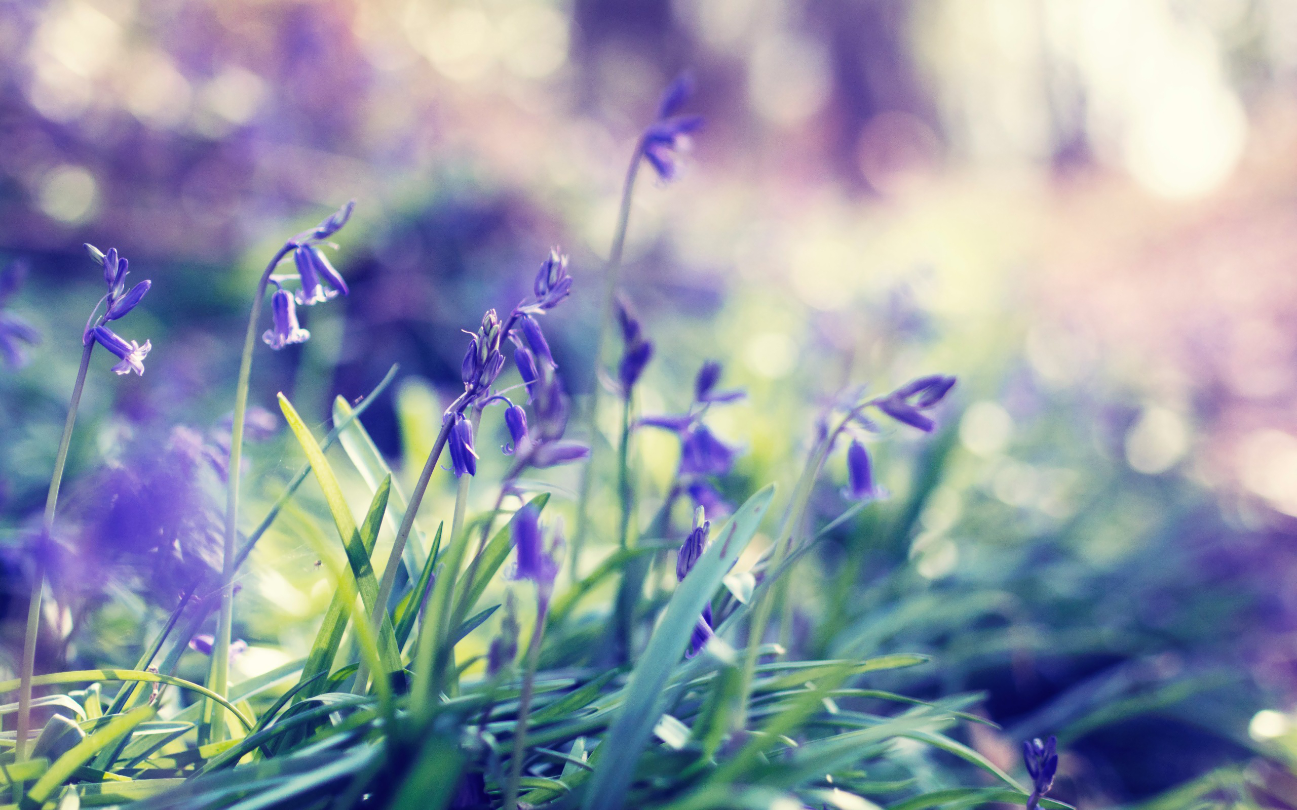 природа цветы фиолетовые трава nature flowers purple grass бесплатно