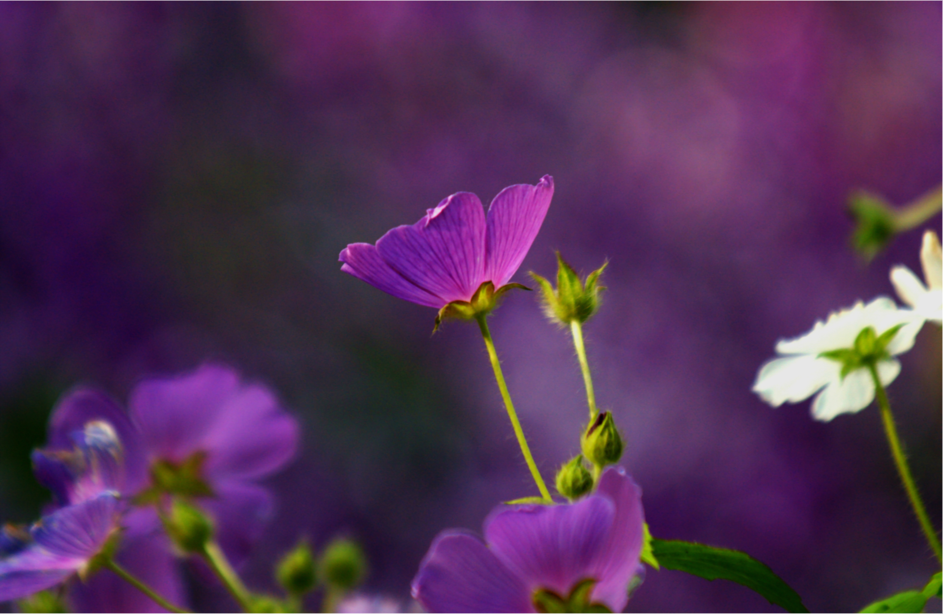 Бело-фиолетовые цветочки бесплатно
