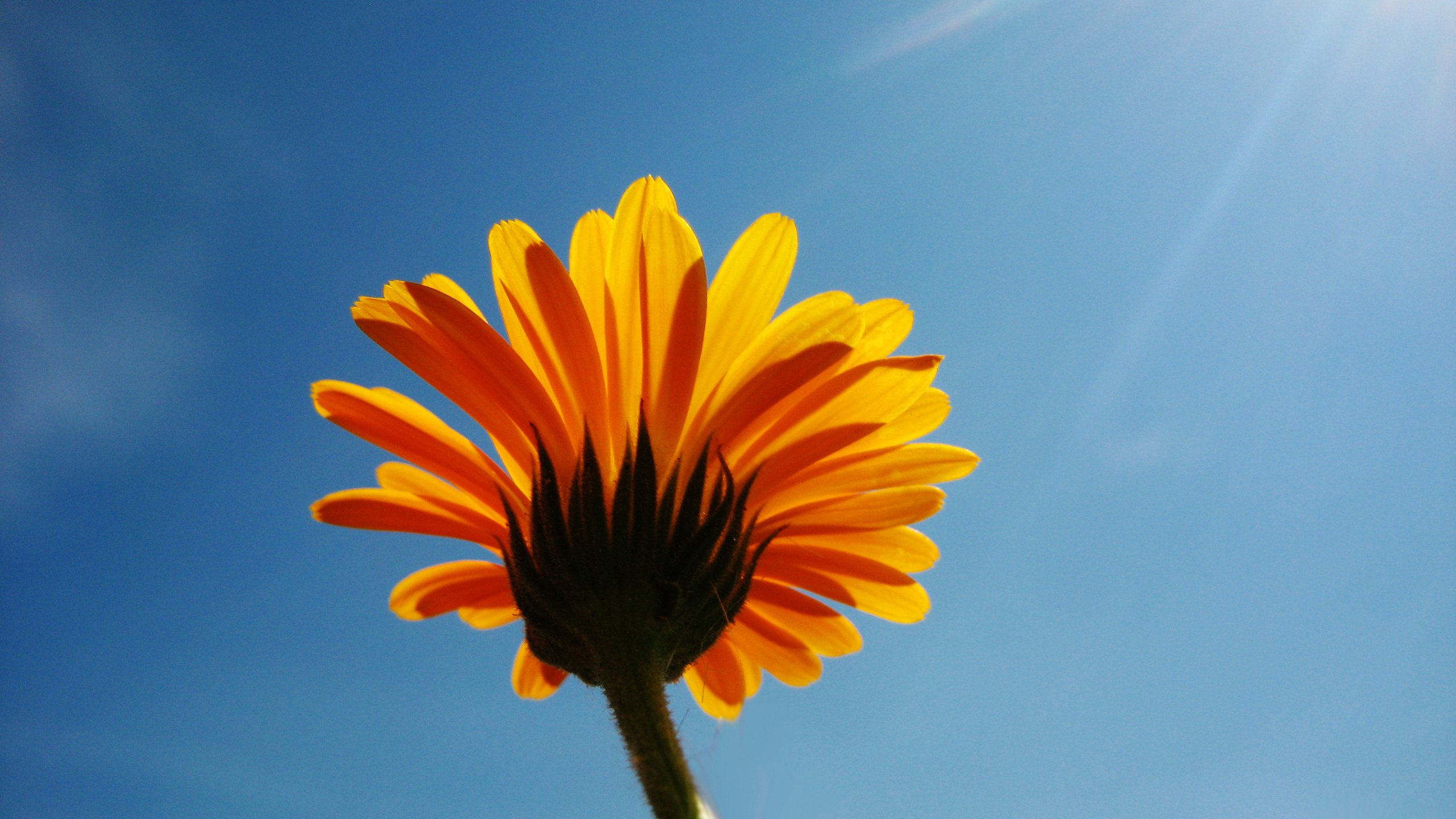 цветок солнце небо загрузить