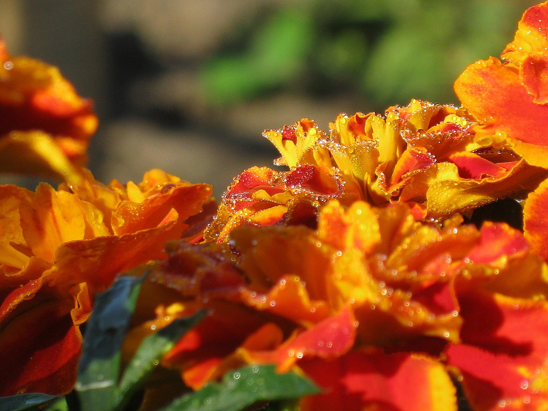 природа оранжевые цветы Бархатцы без смс