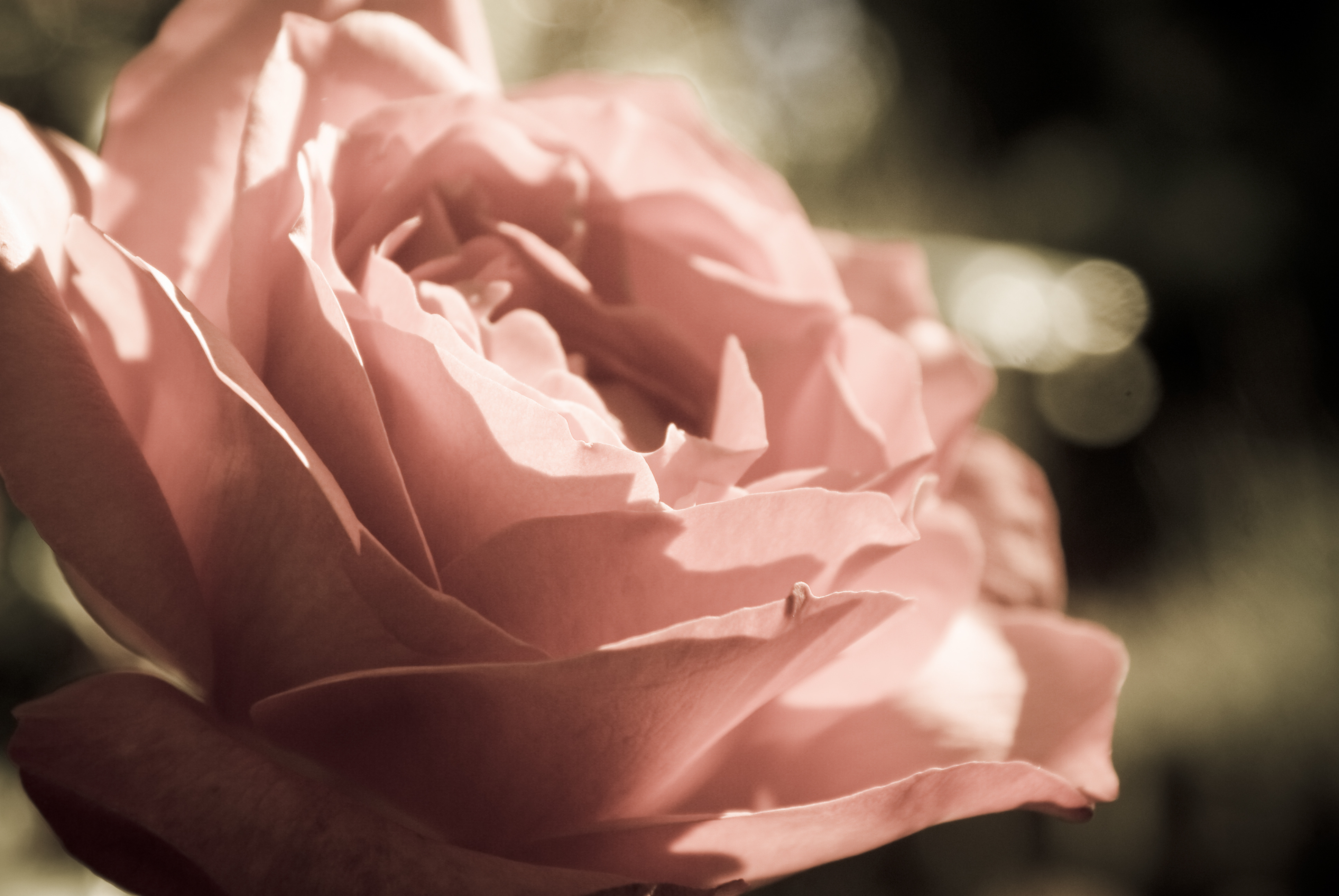 Обои цветы, макро, роза, лепестки, бутон, cvety, makro, buton, roza, леспестки, flowers, macro, rose, petals, bud, lepestki разрешение 3872x2592 Загрузить