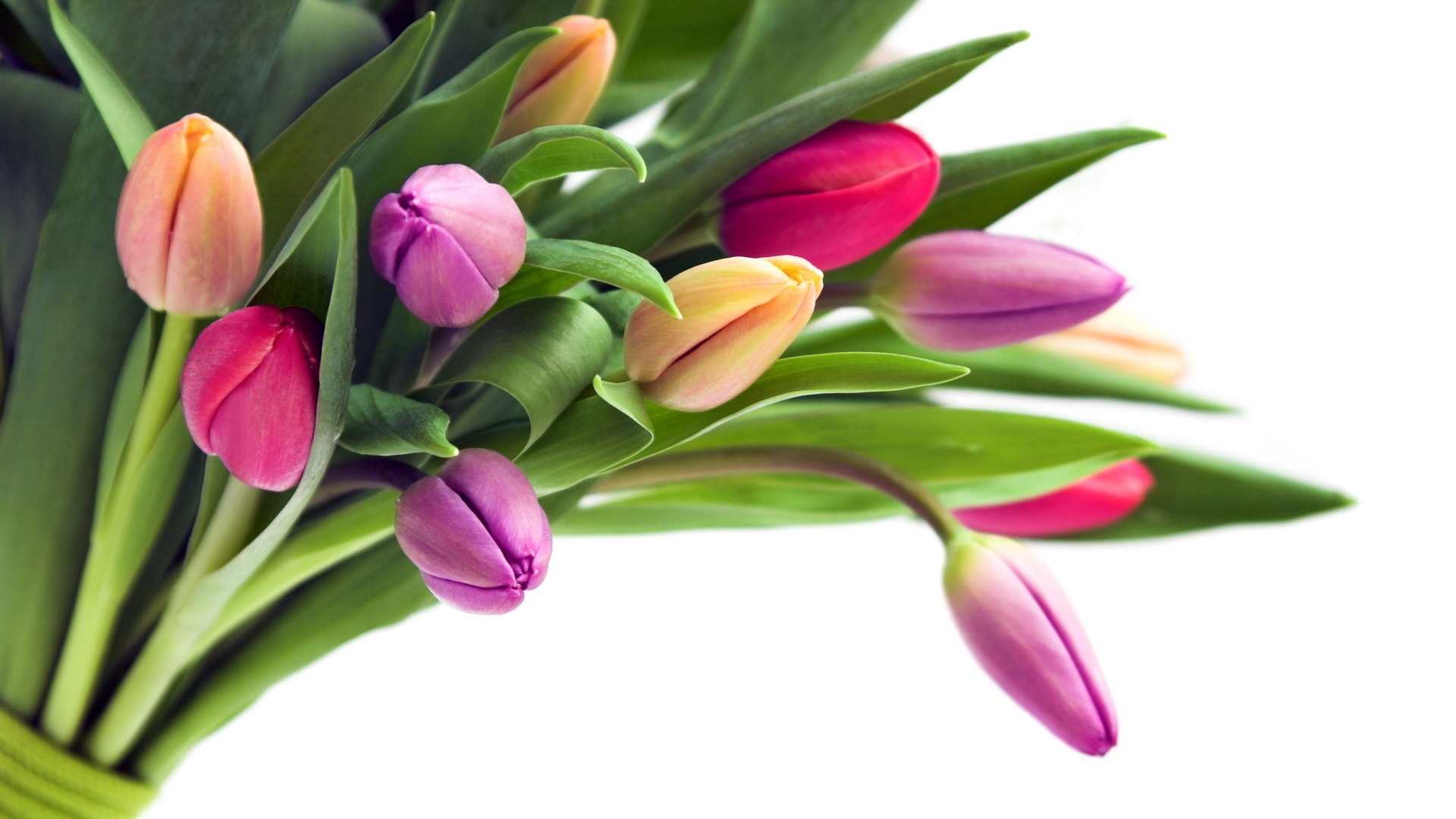 Обои цветы, butony, buket, бутоны, лепестки, букет, тюльпаны, белый фон, стебли, cvety, tyulpany, flowers, buds, petals, bouquet, tulips, white background, stems разрешение 1920x1080 Загрузить