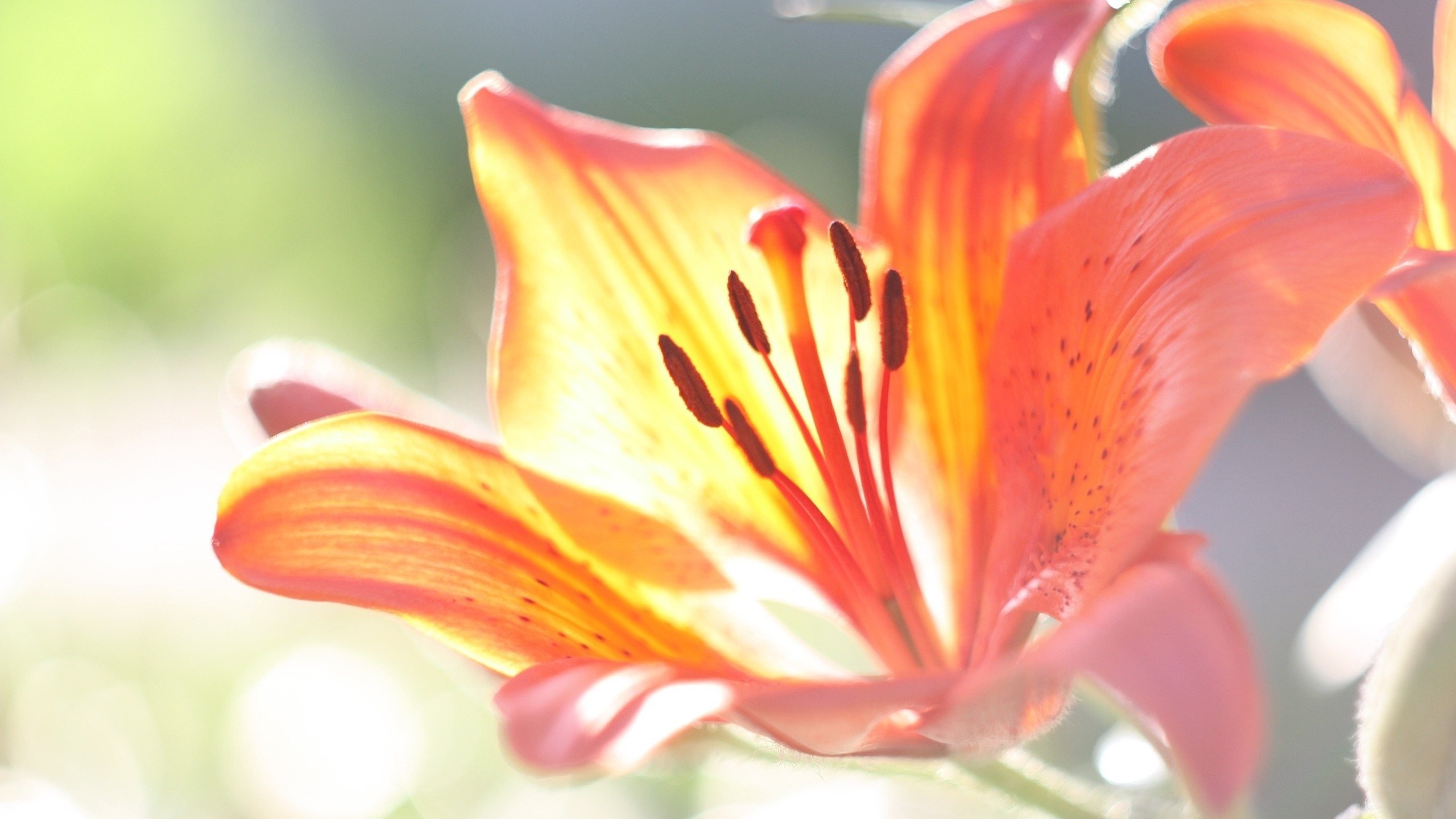 природа цветы лилия бесплатно