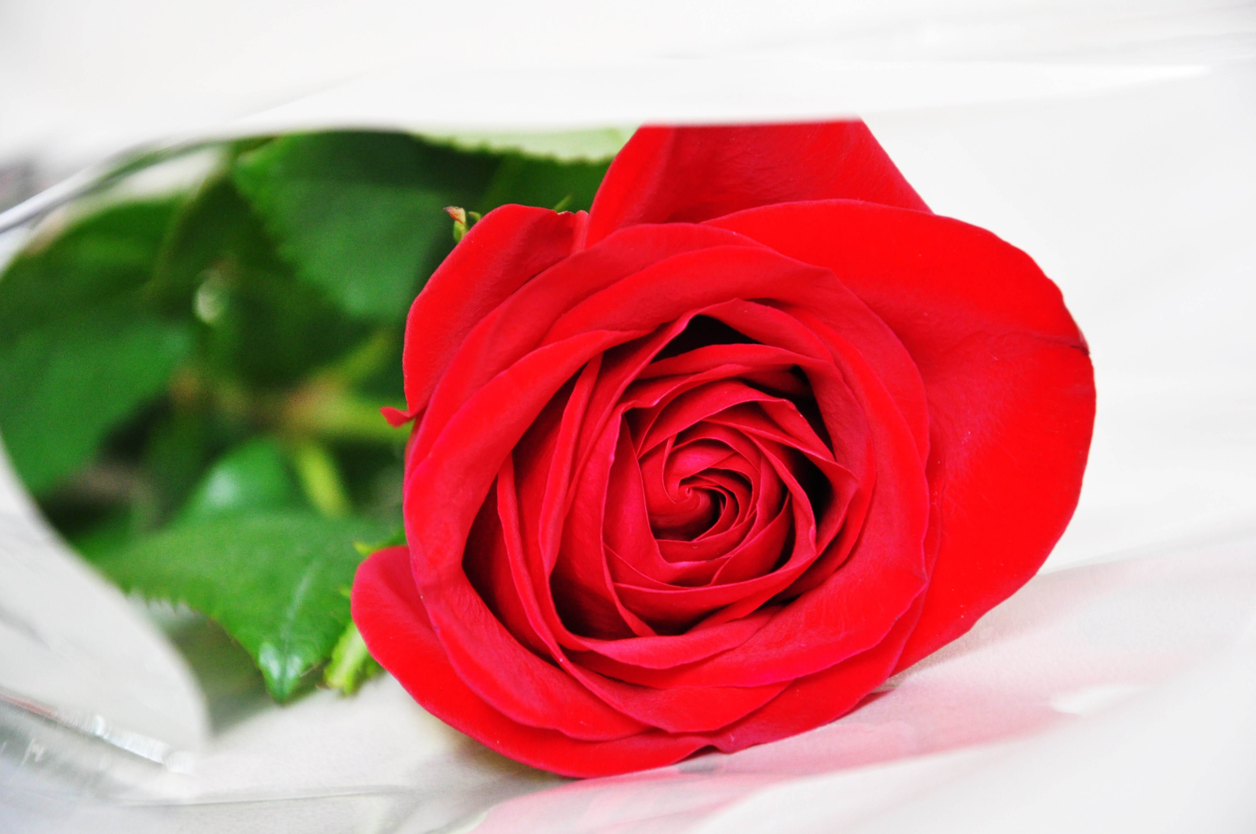 Видеть красные розы. Красные розы. Ярко красные розы. Цветы розы красные. Розы красные и белые.
