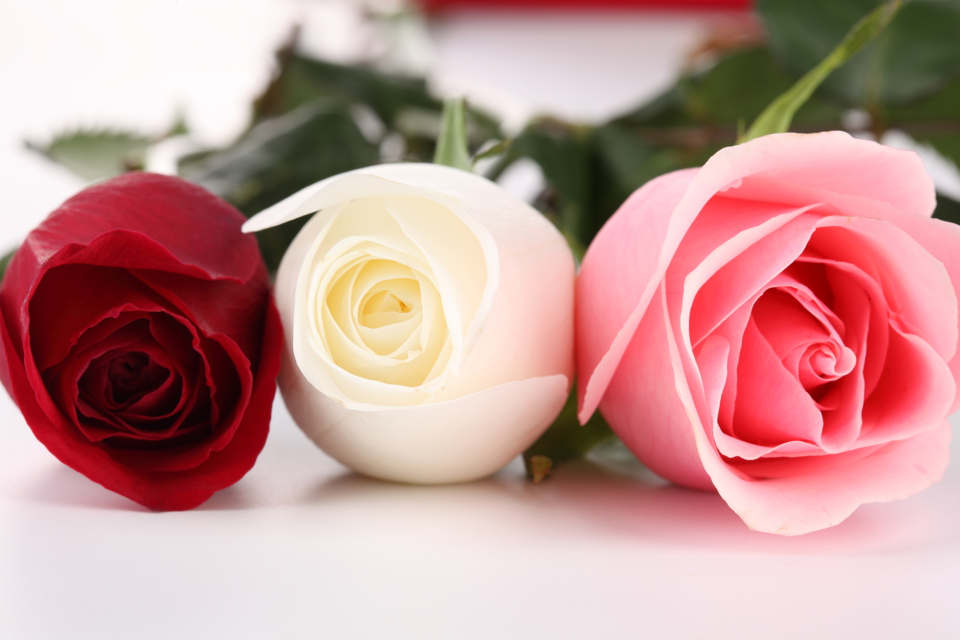 природа цветы розы белая красная nature flowers rose white red скачать