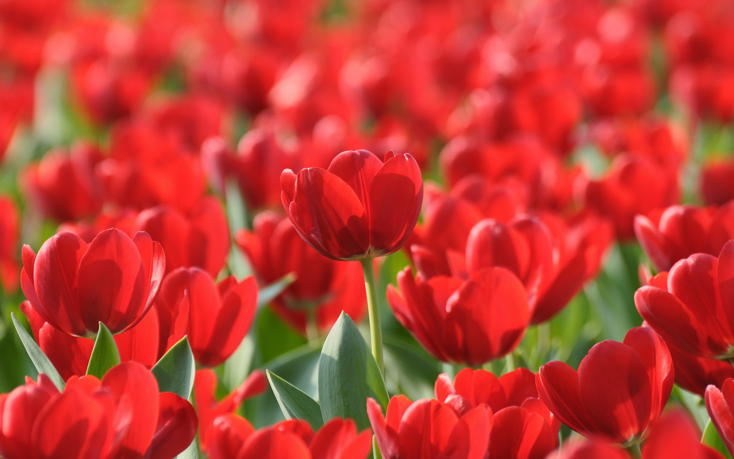 поле красные цветы природа тюльпаны без смс