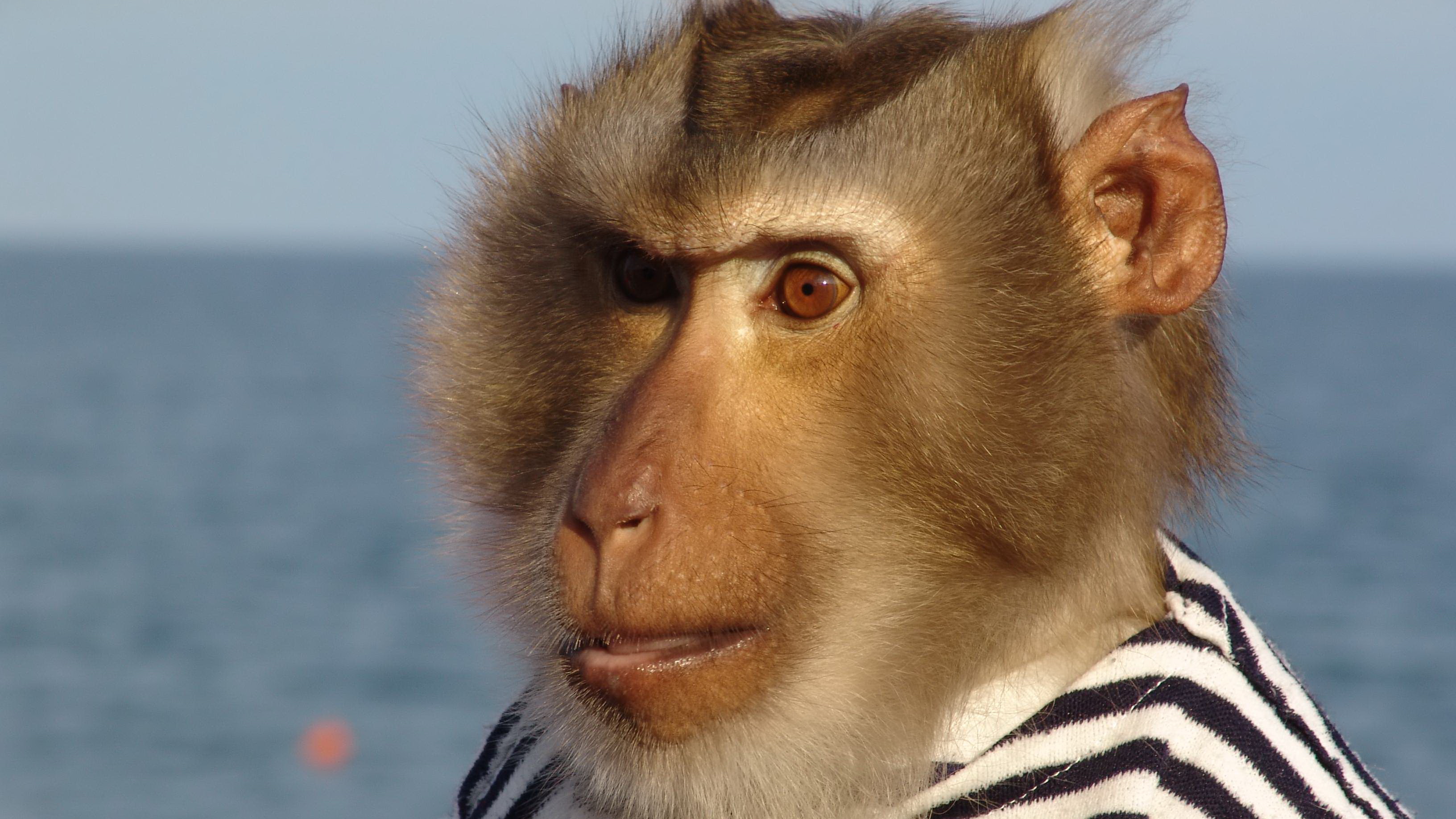 Обои морда, обезьяна, матрос, тельняшка, face, monkey, sailor, vest разрешение 3264x1836 Загрузить