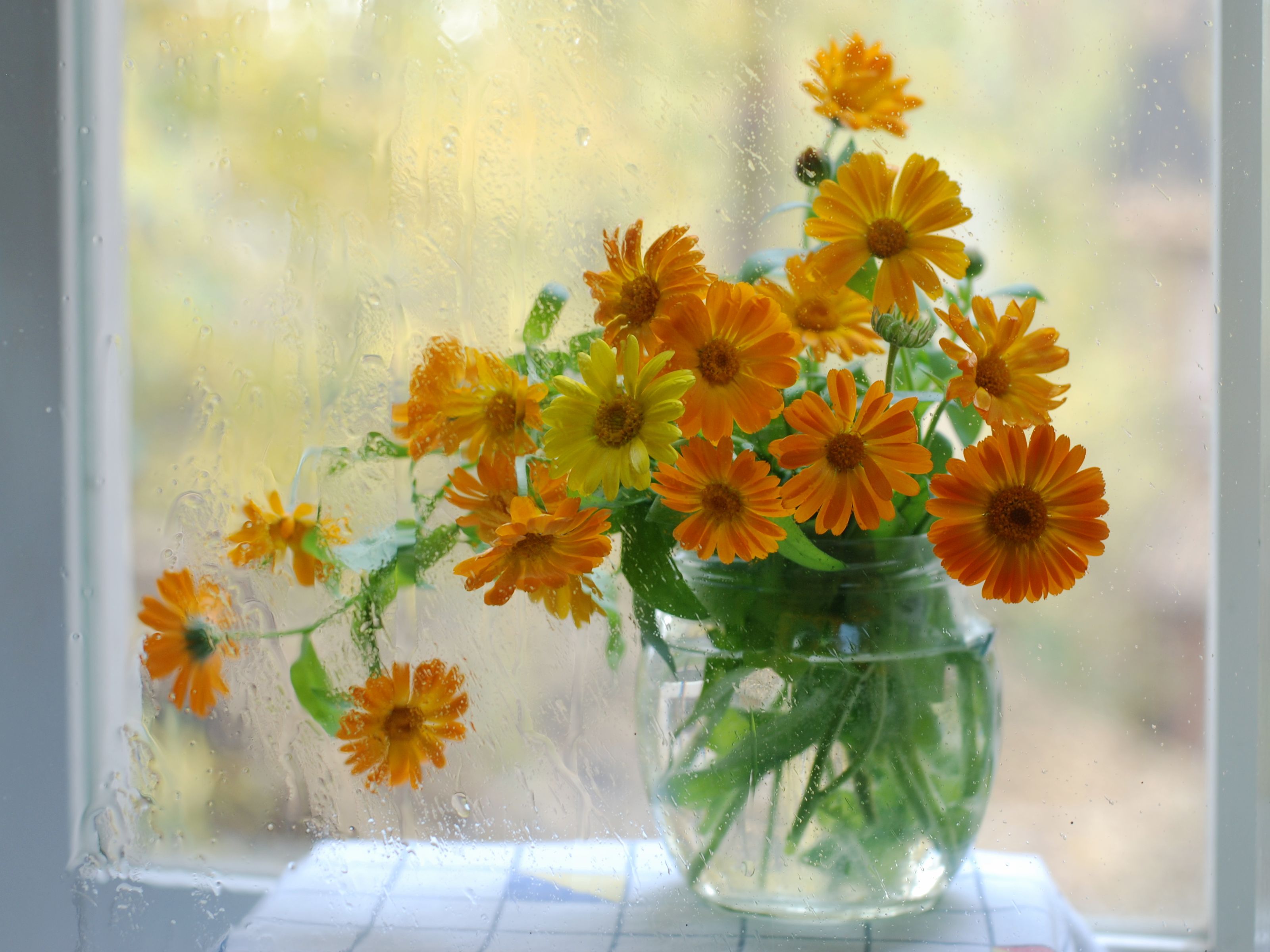 цветок на окне flower on the window бесплатно