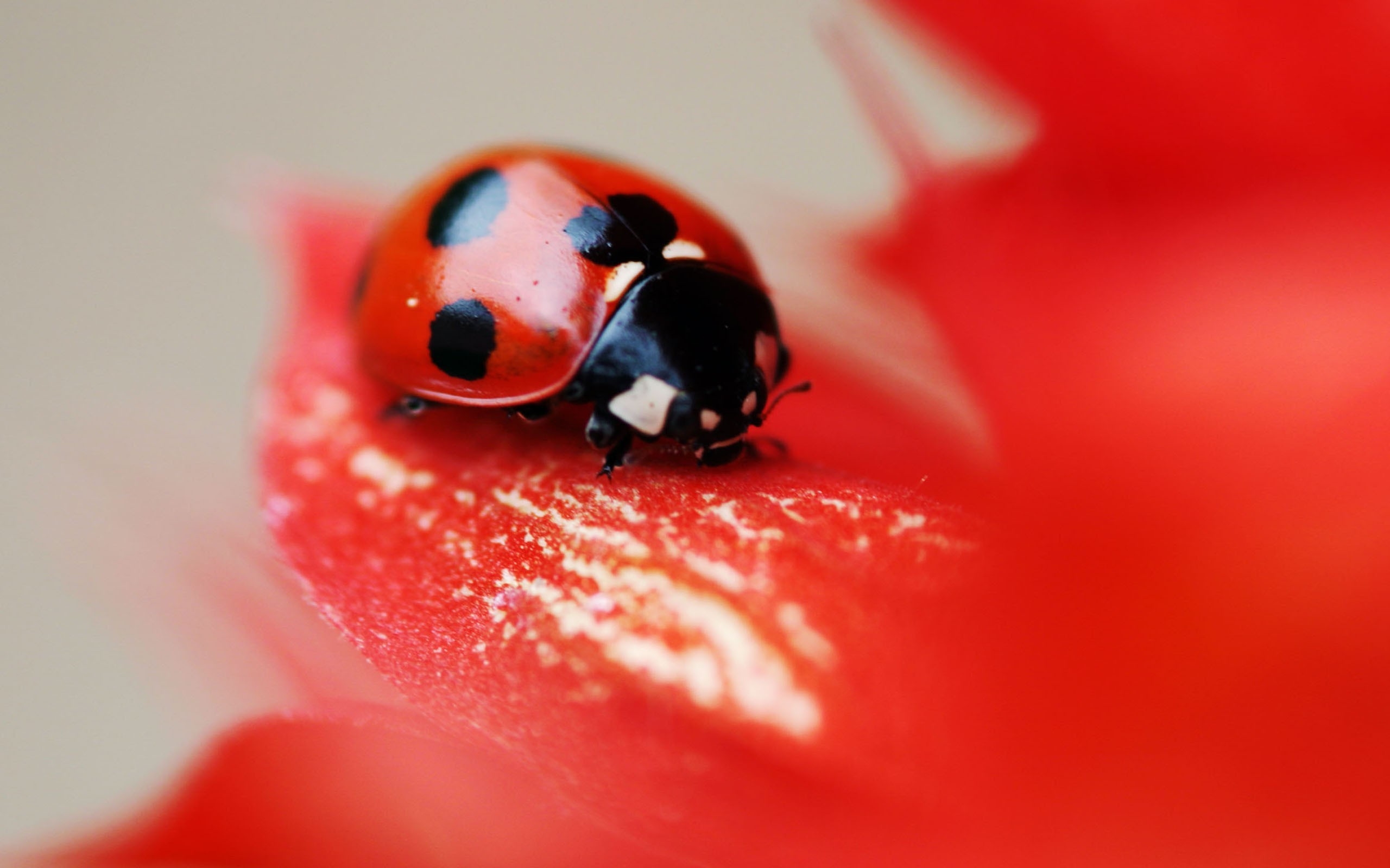 Обои макро, насекомое, цветок, красный, божья коровка, macro, insect, flower, red, ladybug разрешение 2560x1600 Загрузить