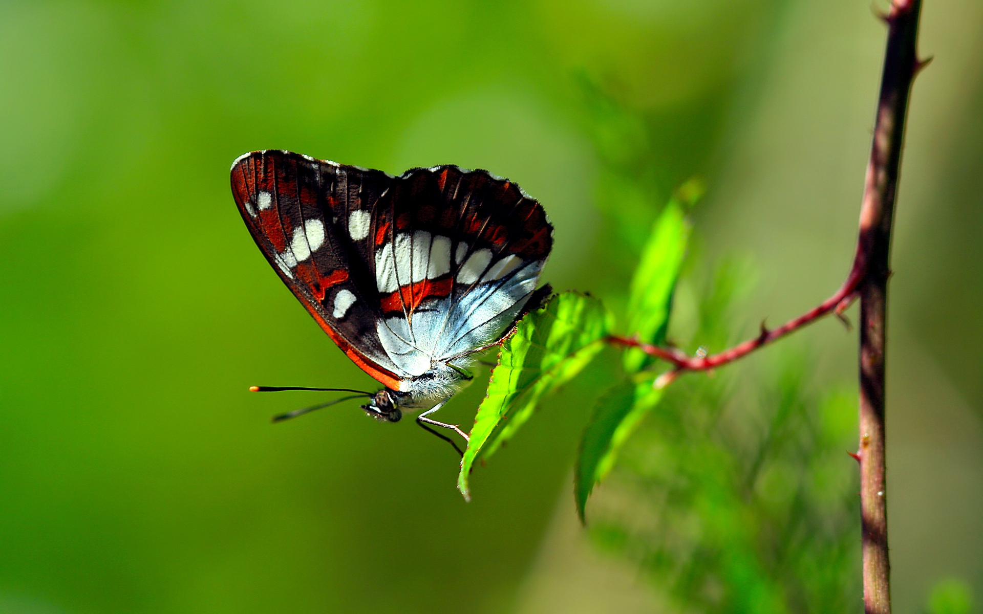 природа животное насекомое бабочка макро бесплатно