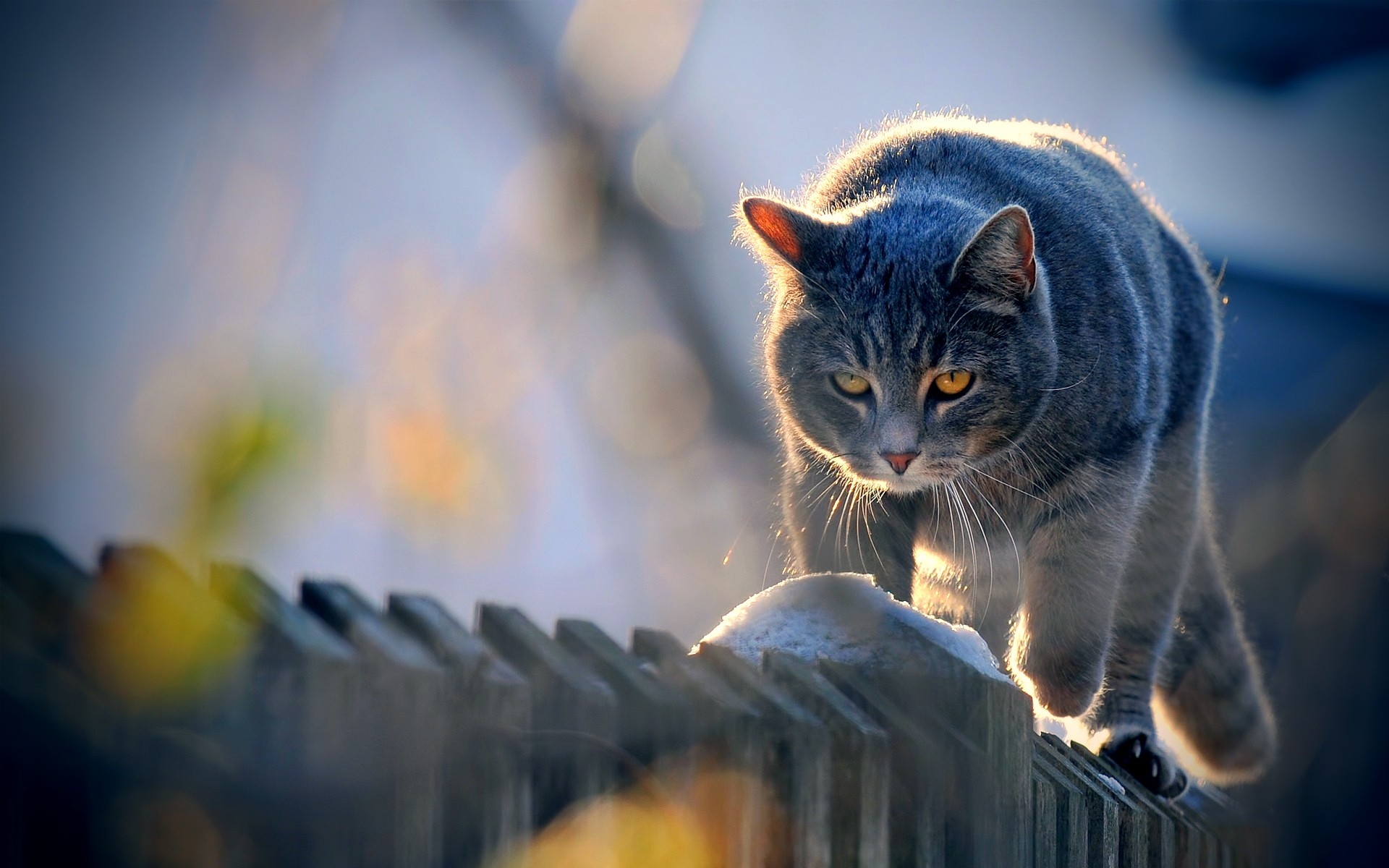 Обои снег, кот, кошка, забор, серый, прогулка, snow, cat, the fence, grey, walk разрешение 1920x1200 Загрузить