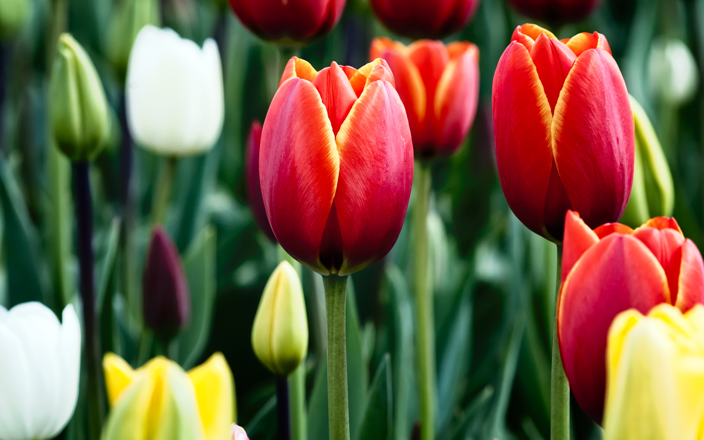 Обои цветы, бутоны, весна, тюльпаны, разные, flowers, buds, spring, tulips, different разрешение 2880x1800 Загрузить