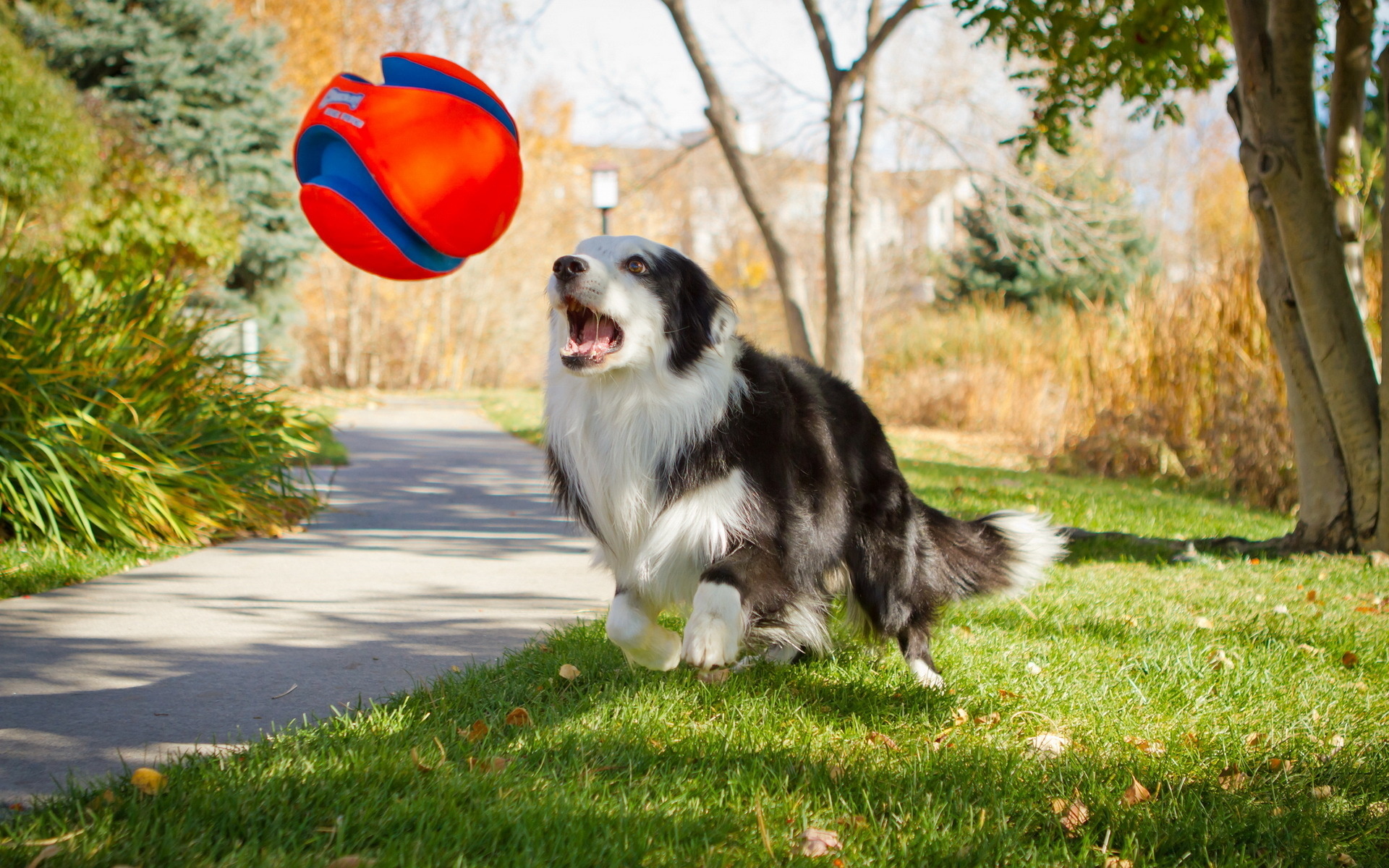 Собака с мячиком скачать