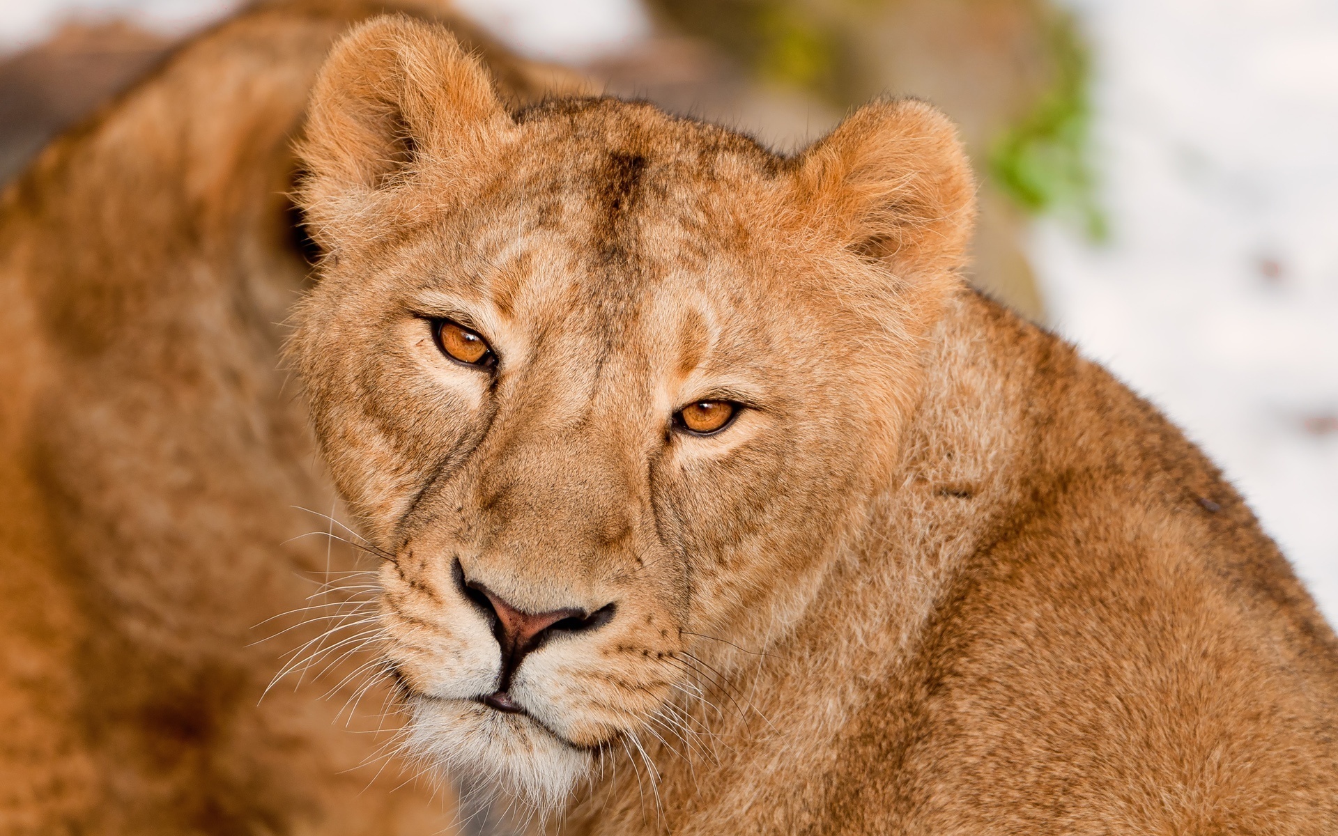 Обои морда, взгляд, хищник, большая кошка, лев, львица, face, look, predator, big cat, leo, lioness разрешение 1920x1200 Загрузить