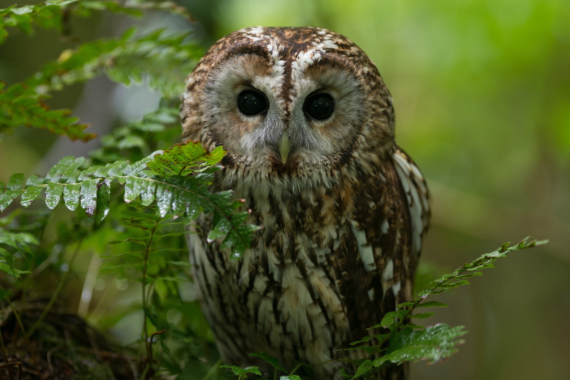 Обои сова, ветка, природа, лес, взгляд, хищник, птица, owl, branch, nature, forest, look, predator, bird разрешение 1920x1280 Загрузить